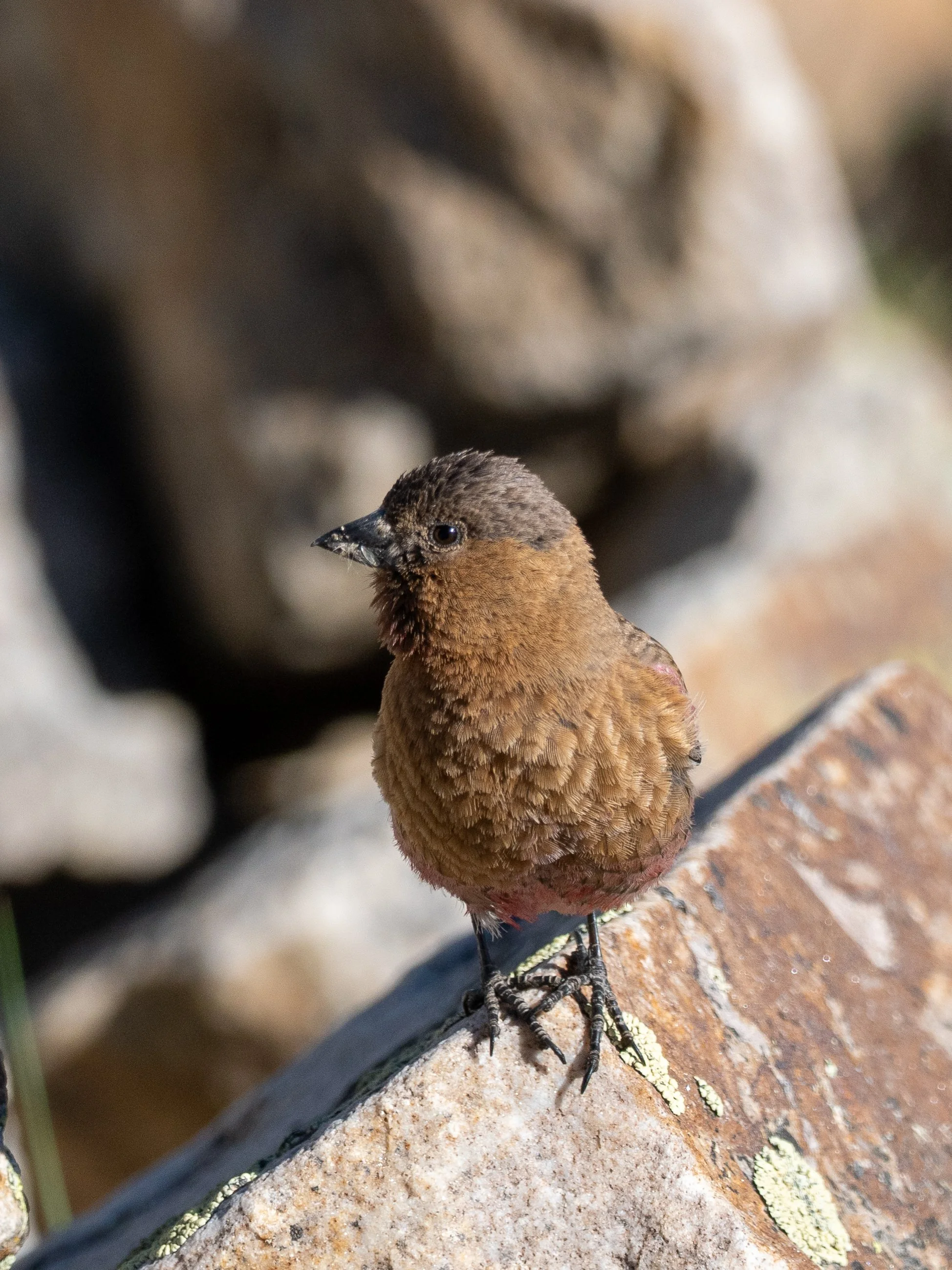 Colorado Rosy-Finches