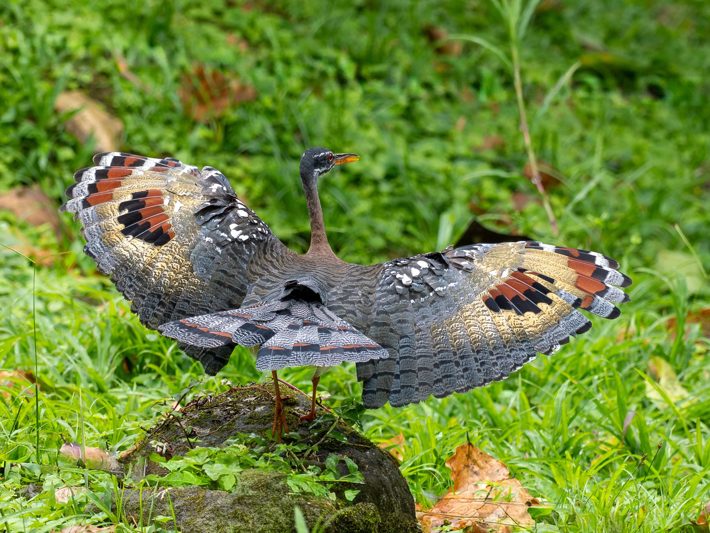 Costa Rica 2026 (2/5): Rancho Naturalista and Volcan Turrialba
