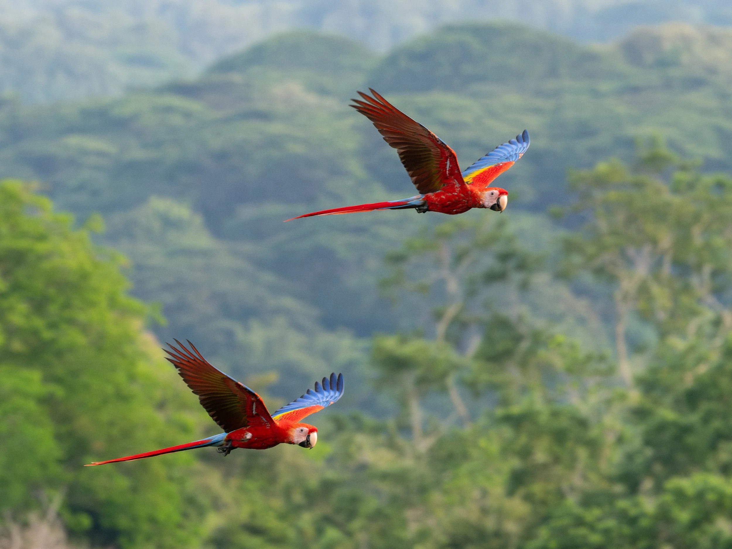Costa Rica 2026 (5/5): Tarcoles River and Carara National Park