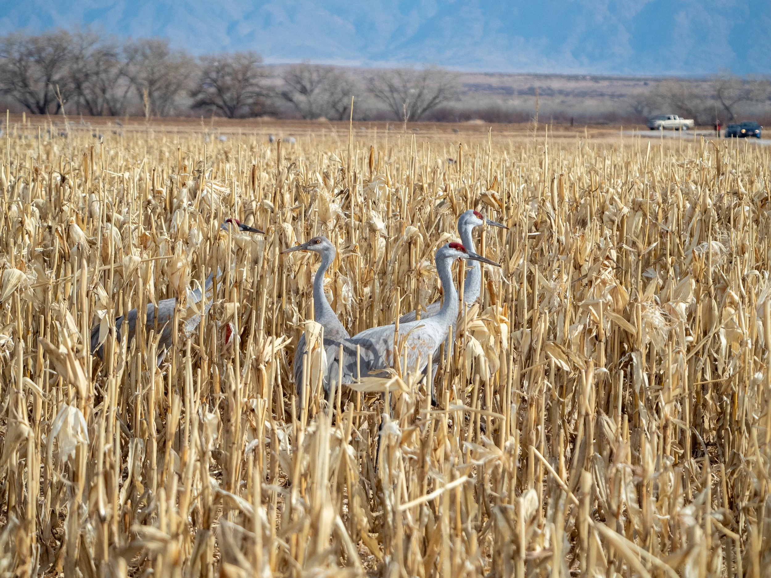 Sandhill Cranes in a field of tall corn stalks
