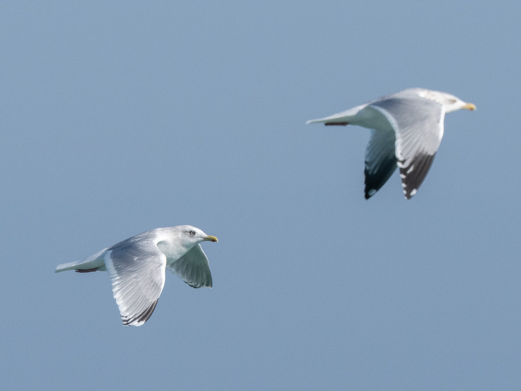 Iceland Gull flying next to Herring Gull