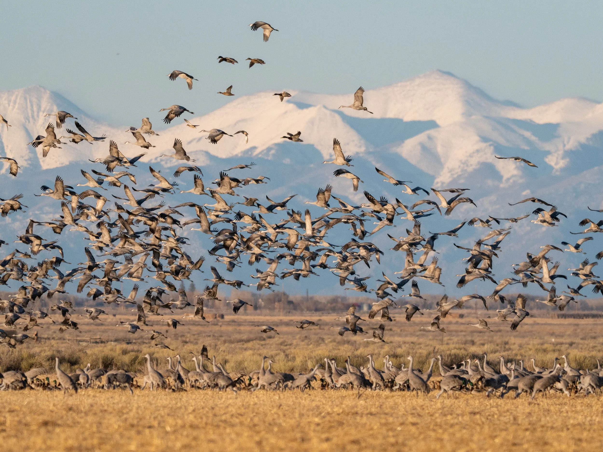 Cranes form a triangle against the skyline of the Blanca Massif