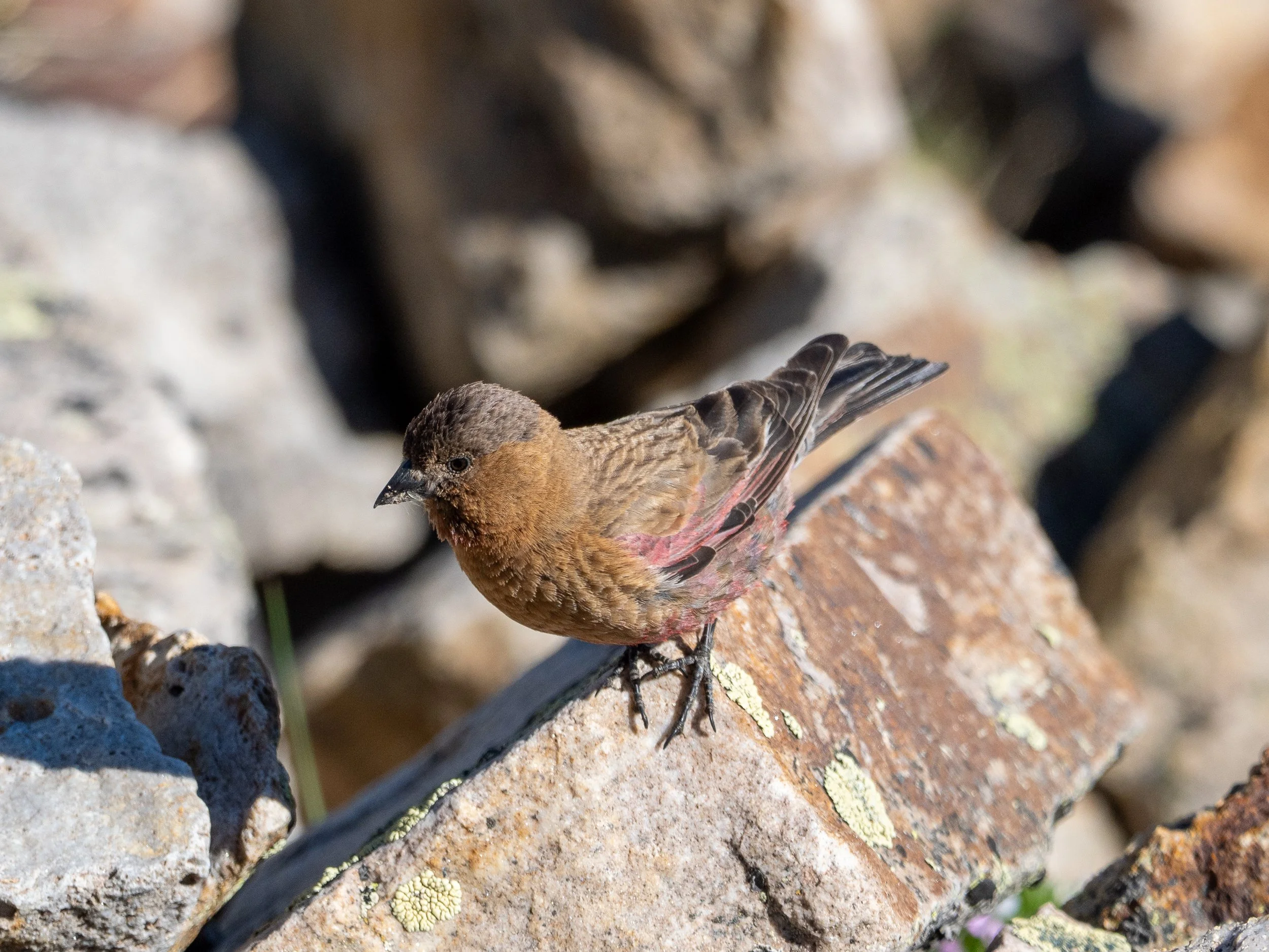 Brown-capped Rosy-Finch view from the side