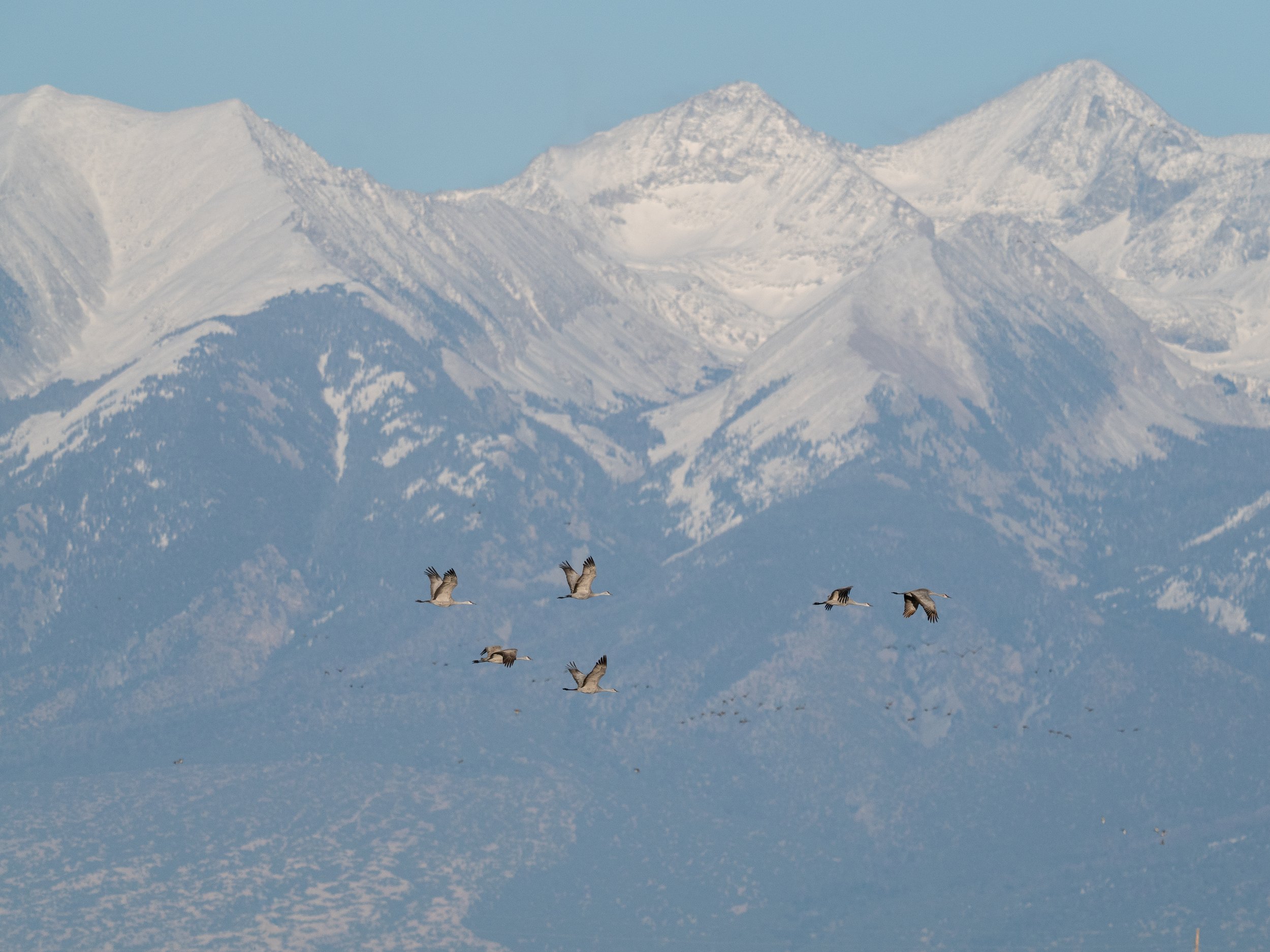 Sandhill cranes fly left to right in front of snow-capped mountains