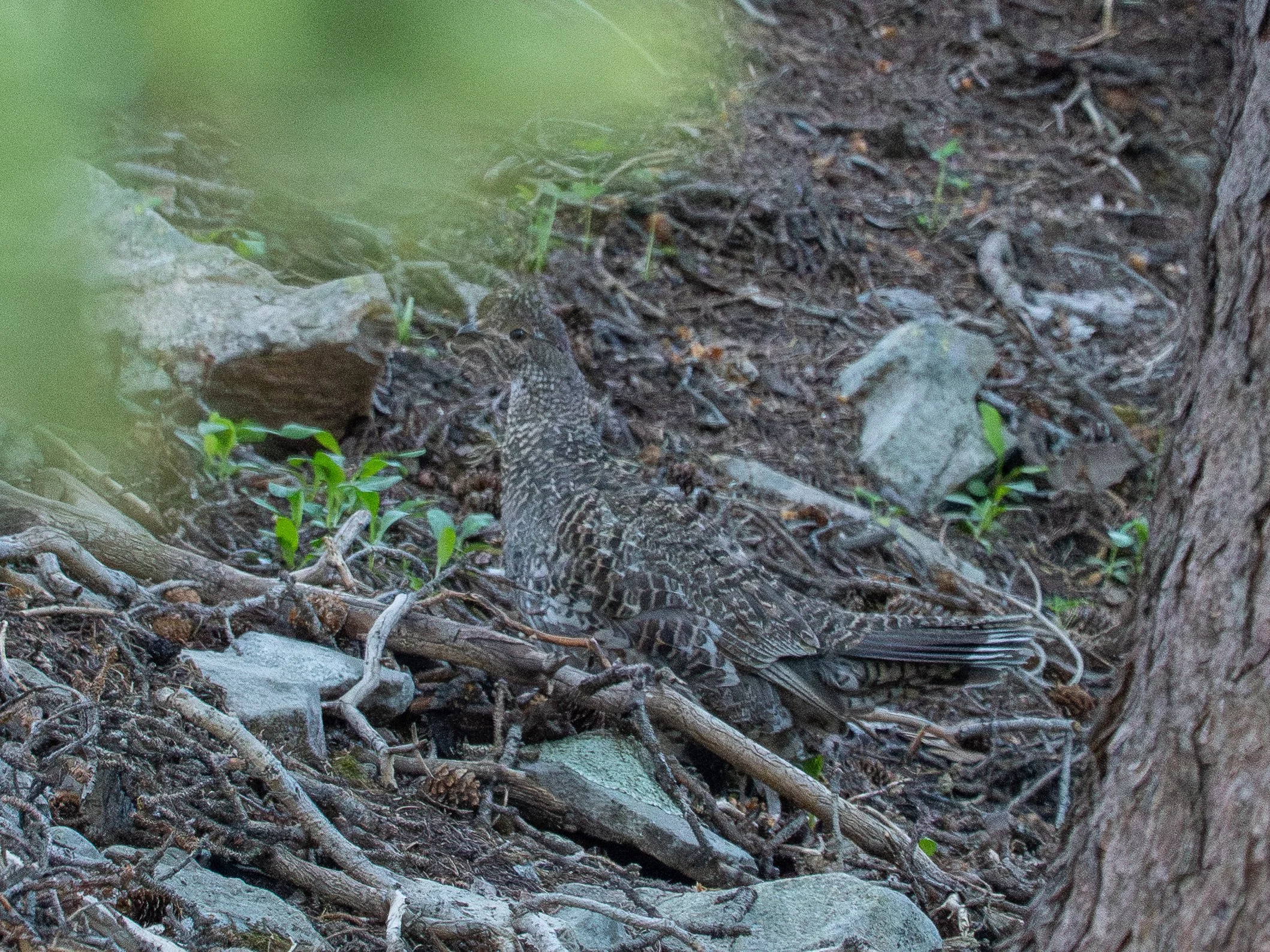 Dusky Grouse camouflaged against the forest floor