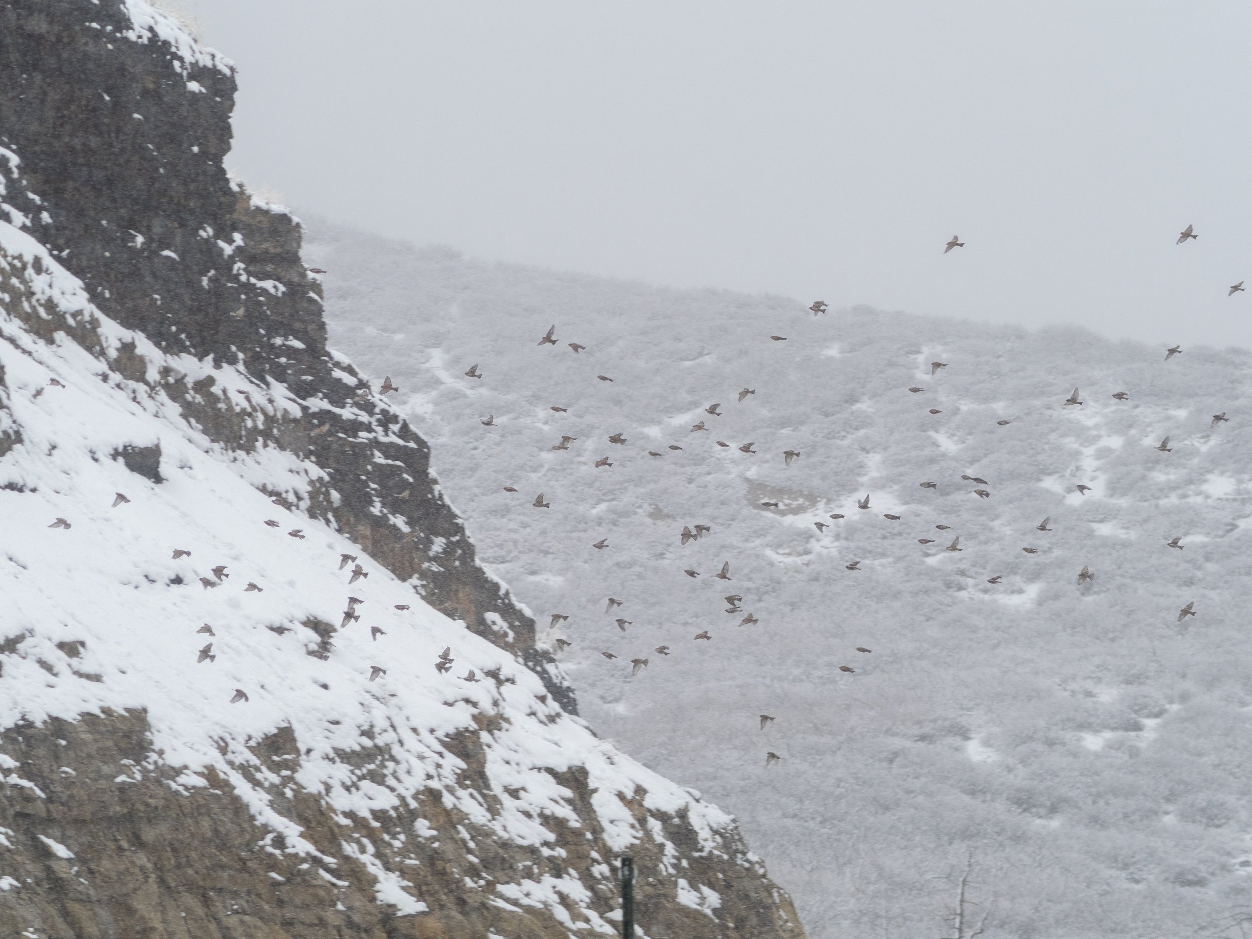 A flock of Rosy-Finches flying against a snowy cliff