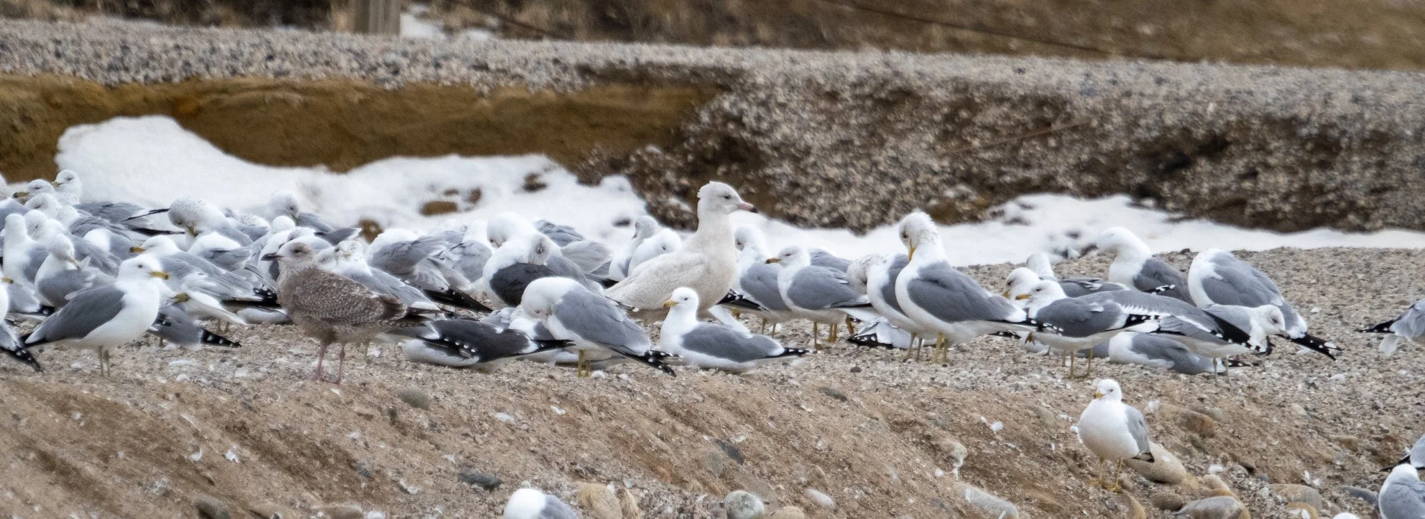 A group of various species of seagulls loaf on a gravel bar