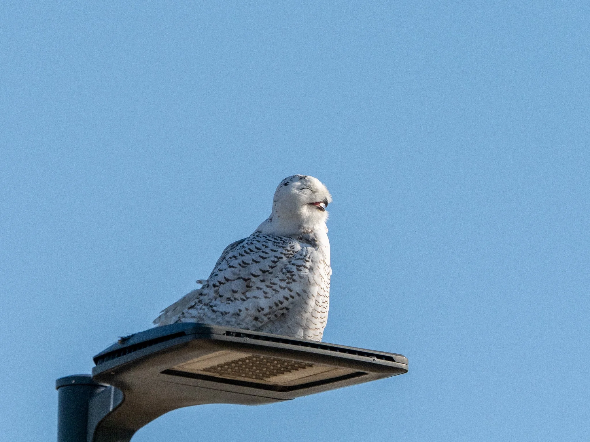 Snowy Owl perched on a lamppost