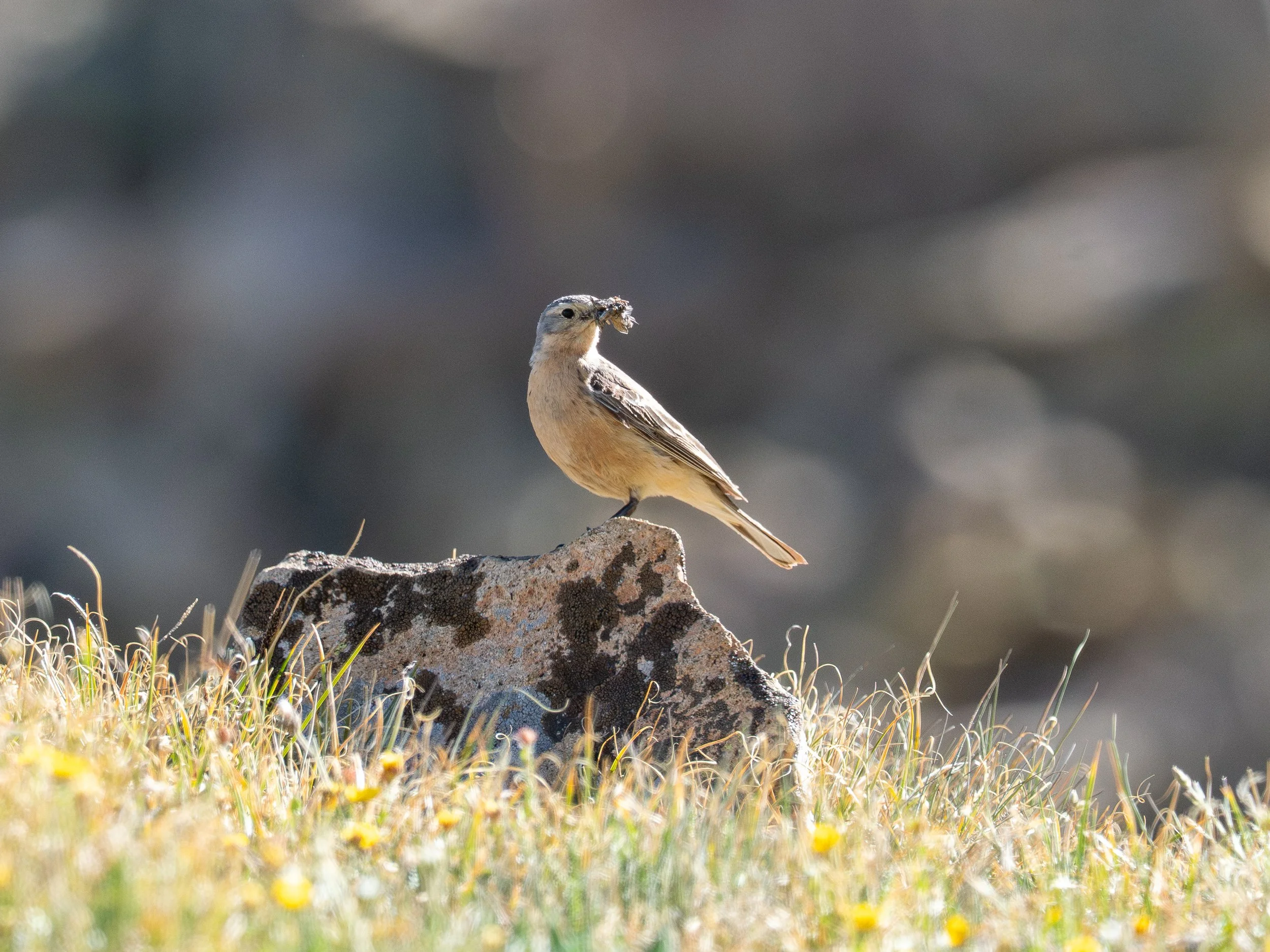 American Pipit carrying food in its beak
