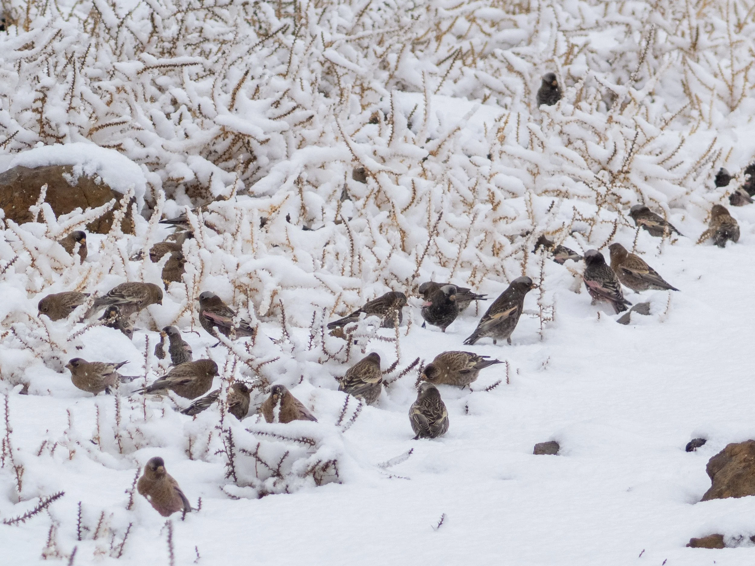 Mixed flock of Rosy-Finches in the snow