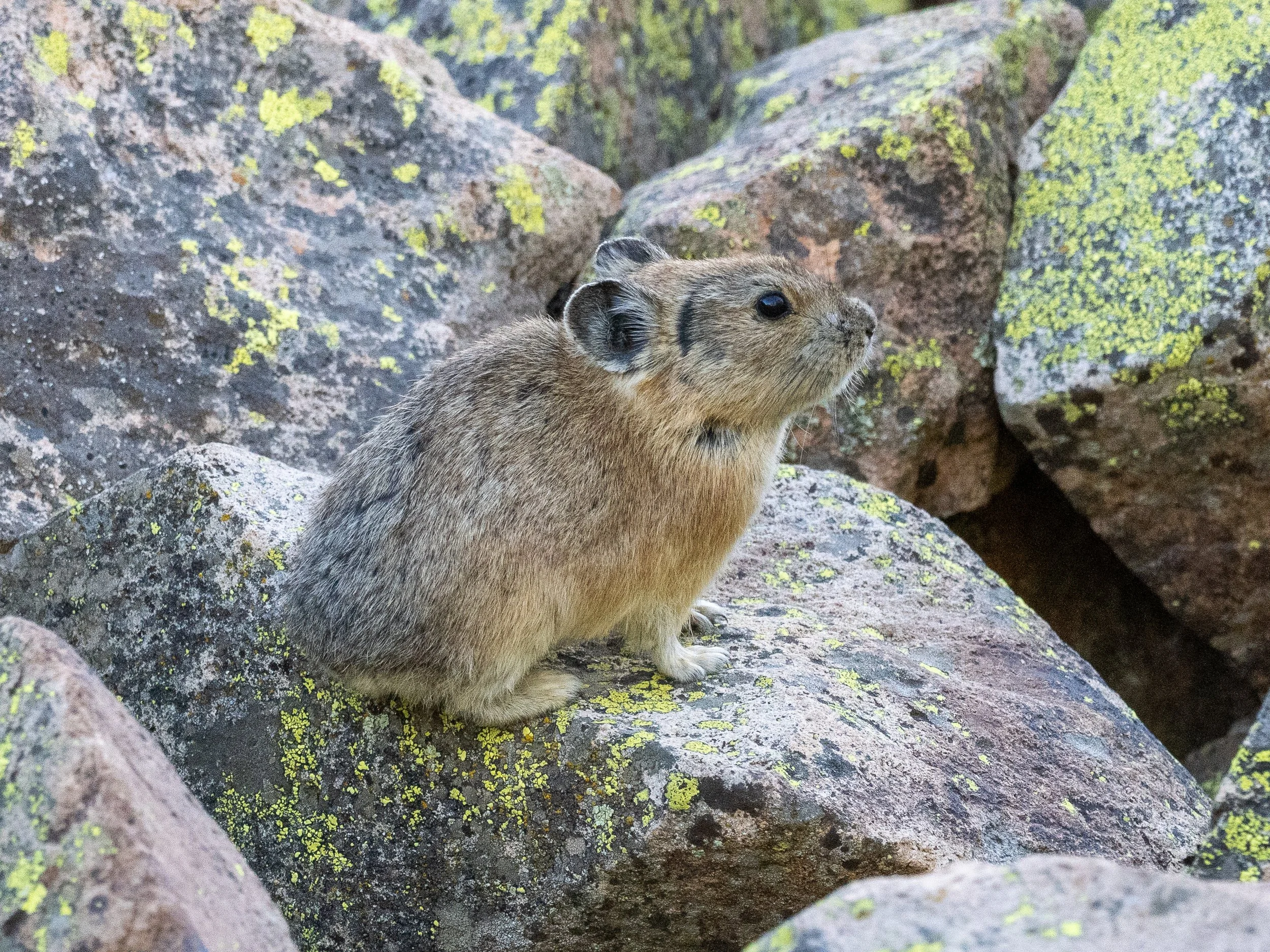 A pika perched on a rock