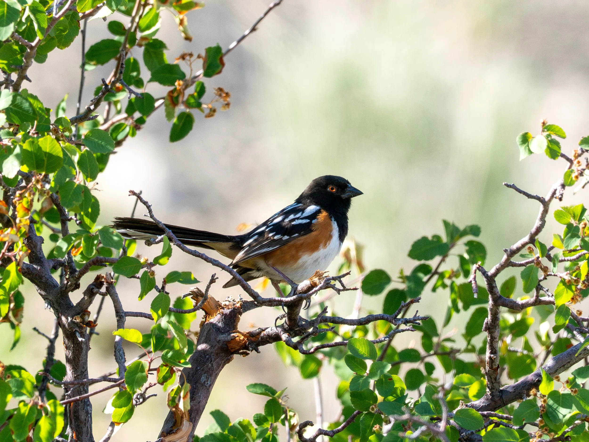 Spotted Towhee