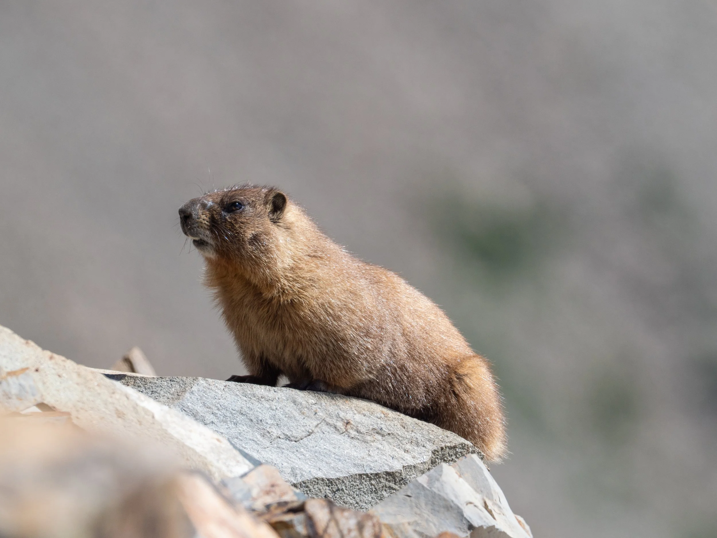Yellow-bellied Marmot perched on a rock