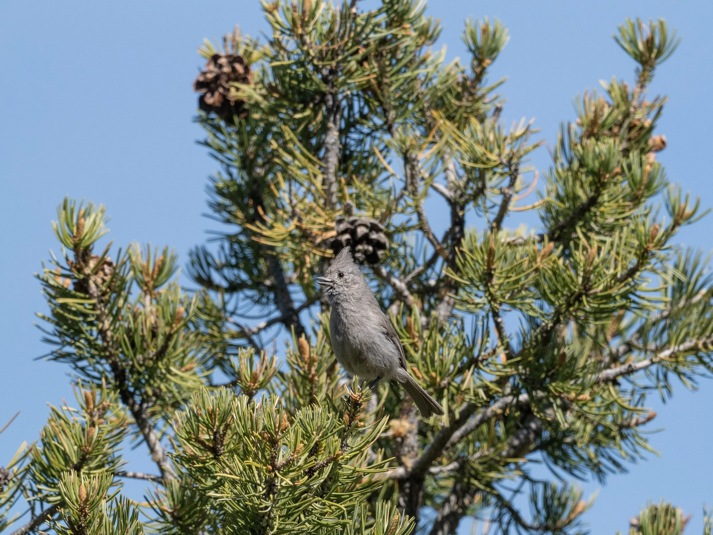 Juniper Titmouse singing from a Pinyon Pine