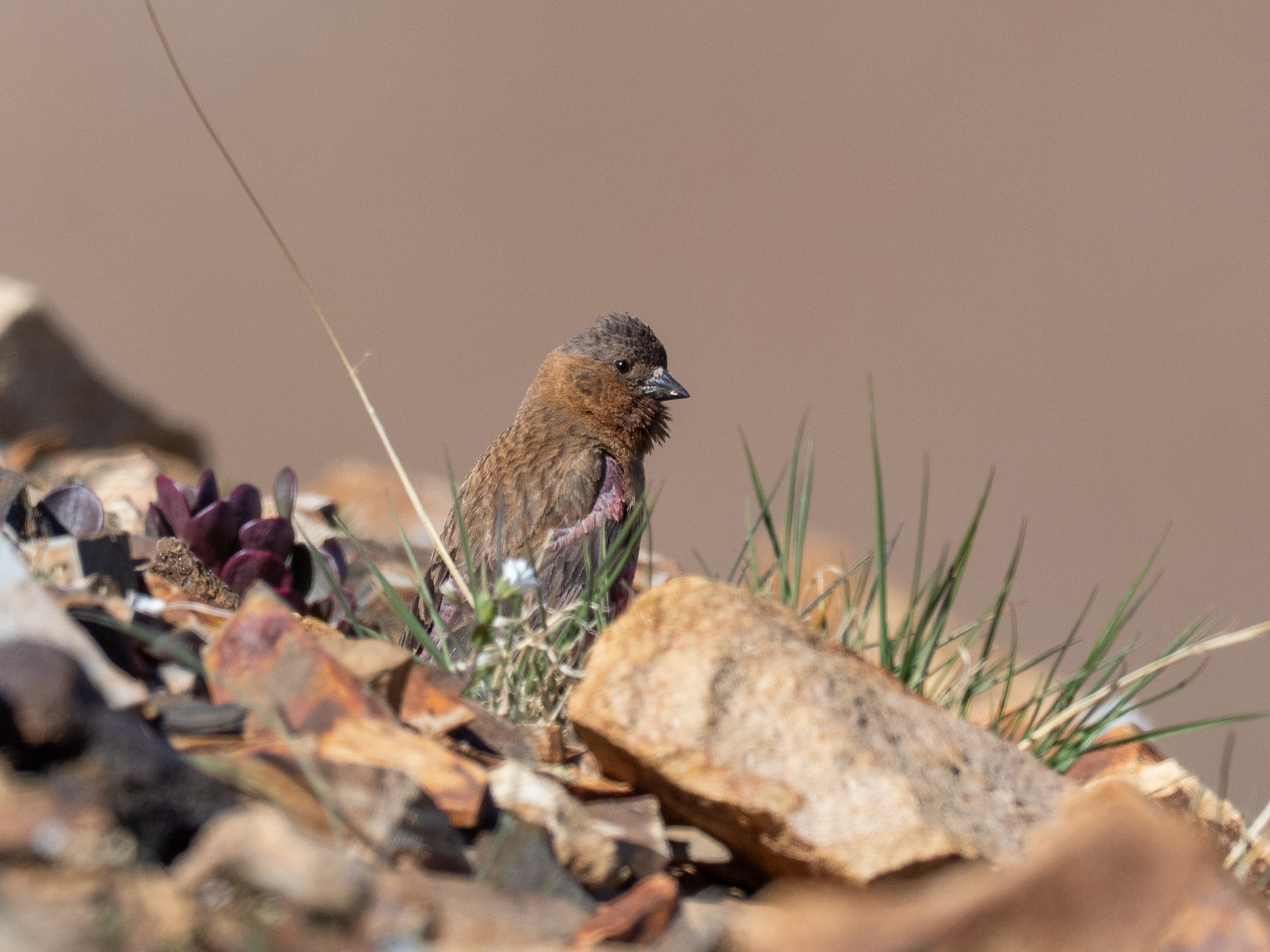 Brown-capped Rosy-Finch perched in the rocks