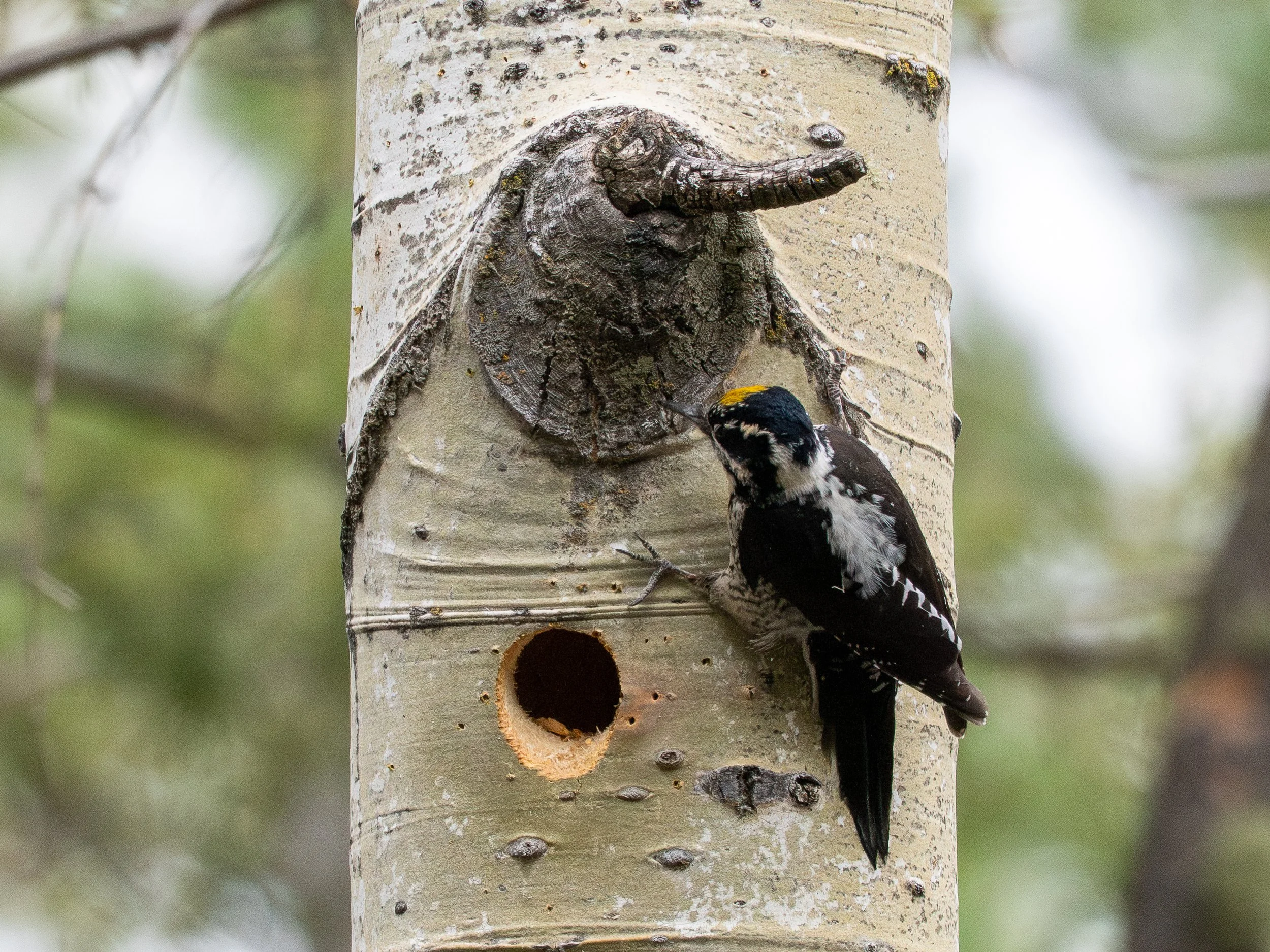 American Three-toed Woodpecker holding onto tree next to nest cavity