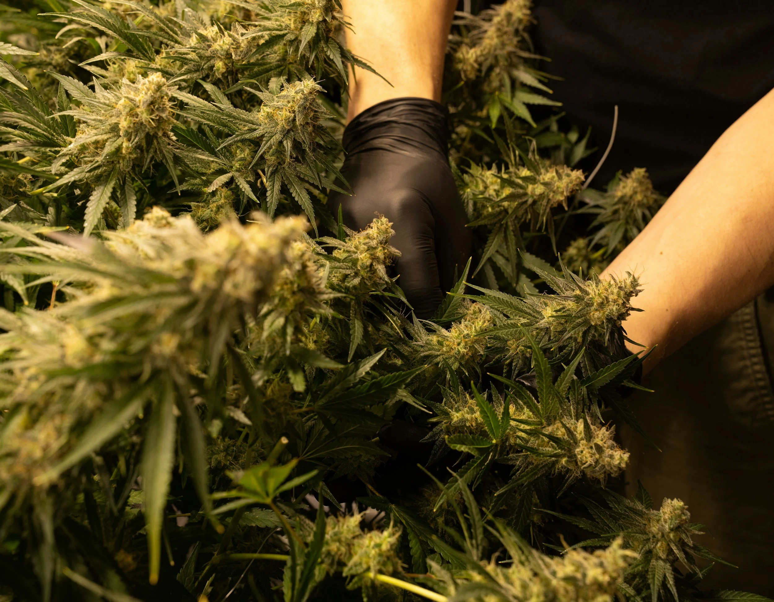 Person wearing black gloves tending to cannabis plants with buds in an indoor grow room.