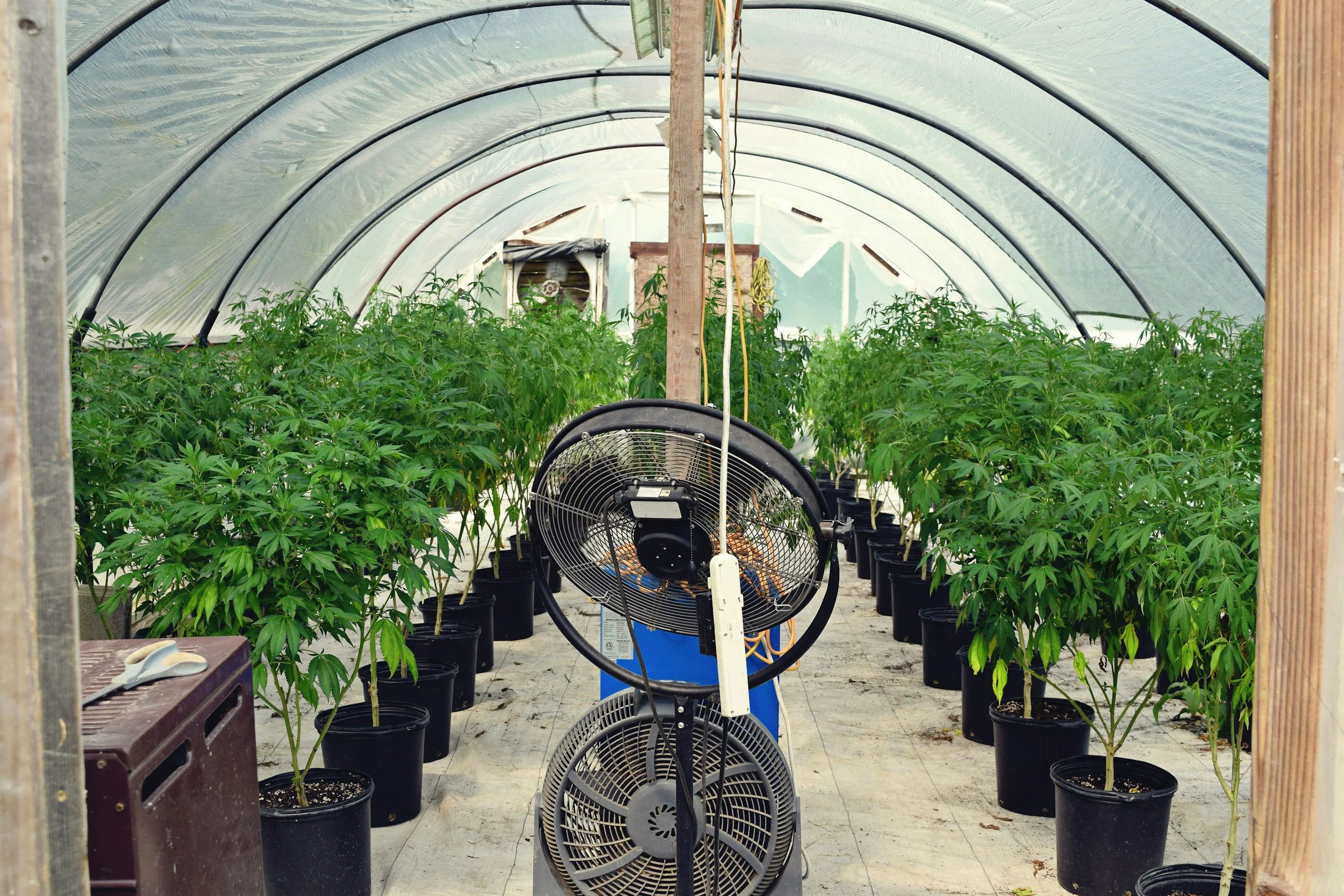 Indoor greenhouse with rows of potted cannabis plants, a large fan, and plastic sheeting on the ceiling.