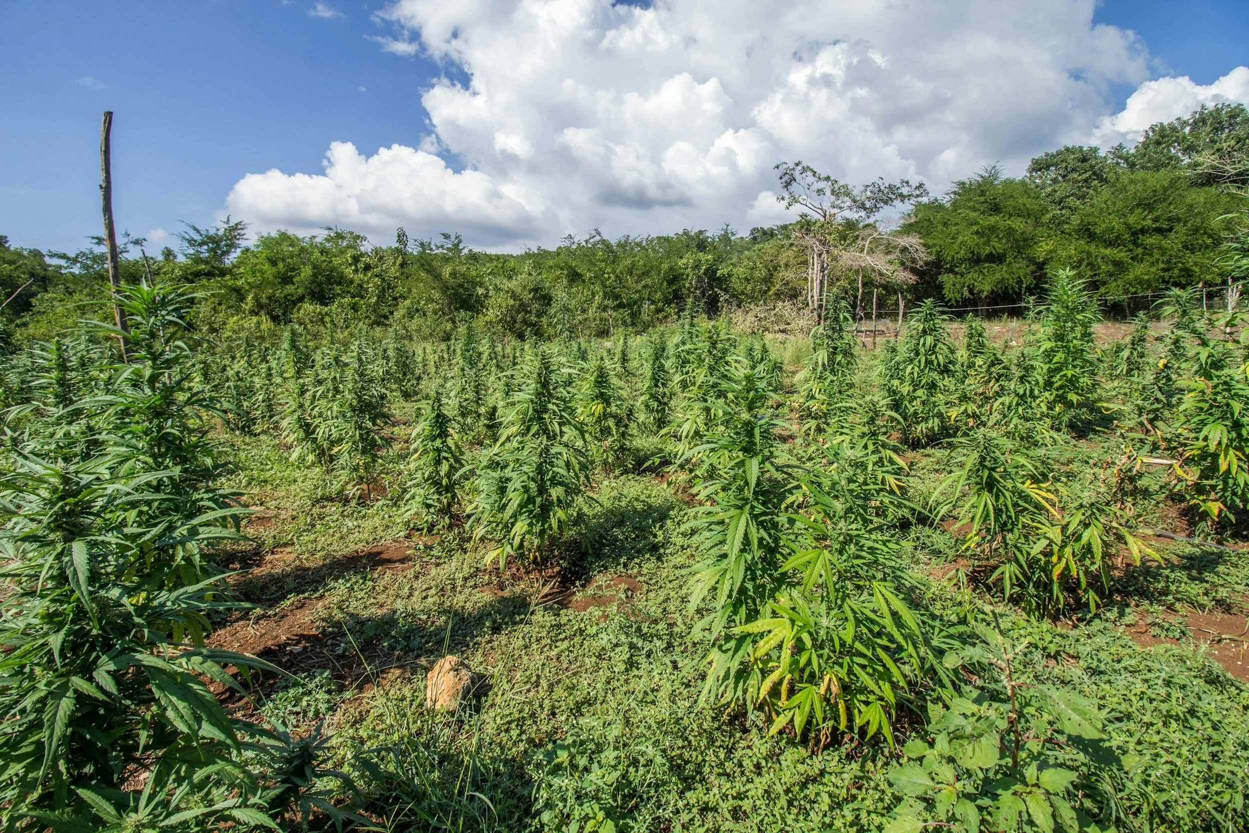 A field with green cannabis plants under a partly cloudy sky.