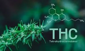 Illustration of a marijuana plant leaf and a chemical structure of THC with the text 'THC' and 'Tetrahydrocannabinol' on a green background.