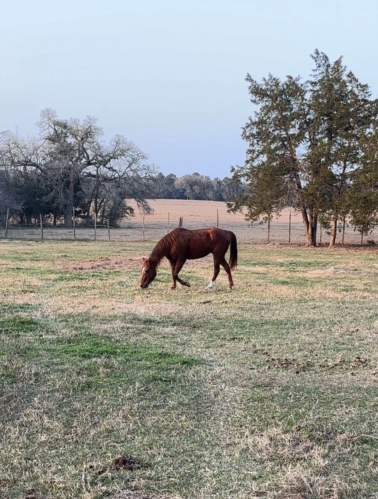 A brown horse grazing on a grassy field with trees and a fence in the background.