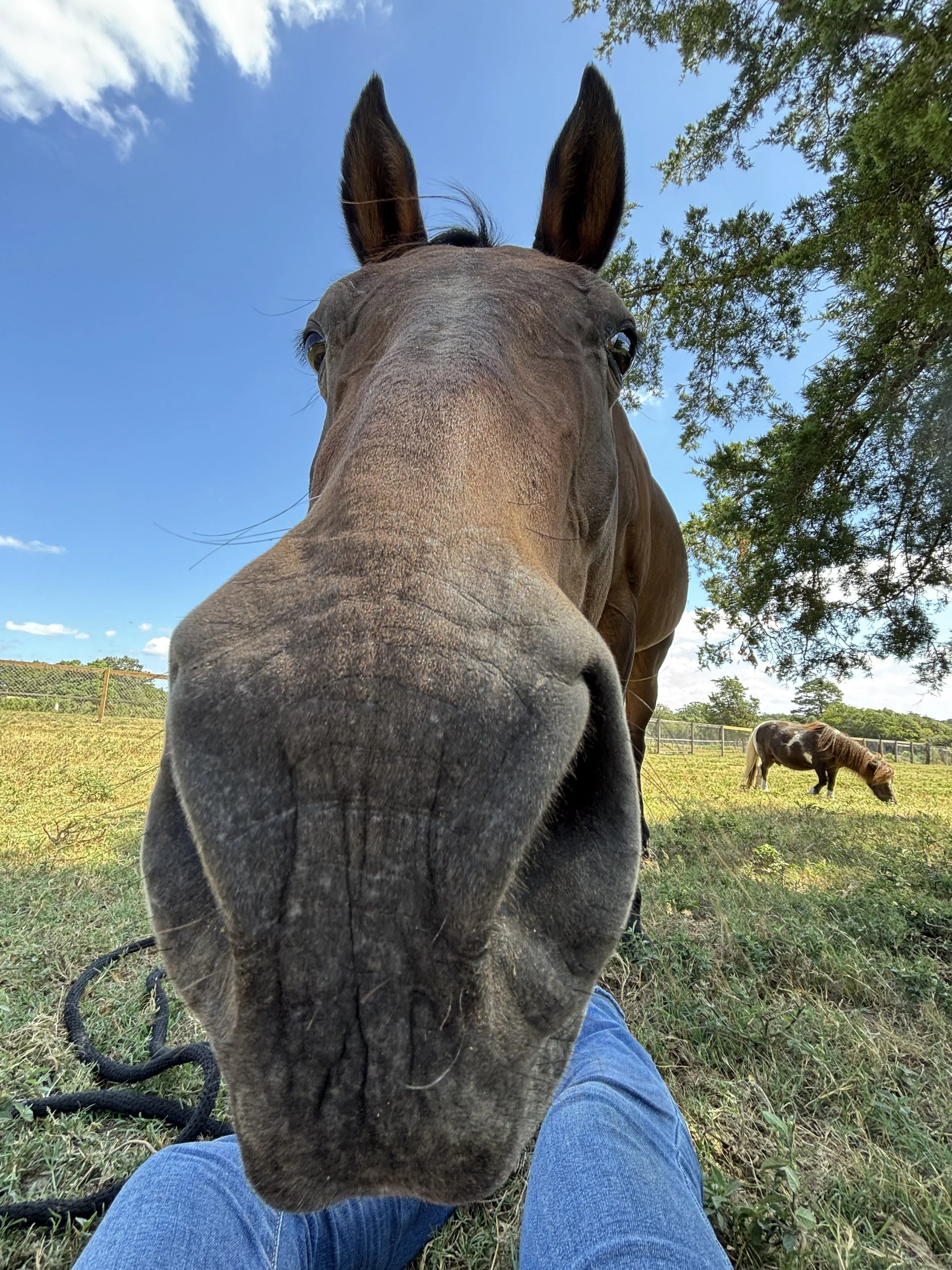 Close-up of a brown horse's face with a person in blue jeans nearby, in a grassy field with another horse grazing in the background, trees, and a blue sky.