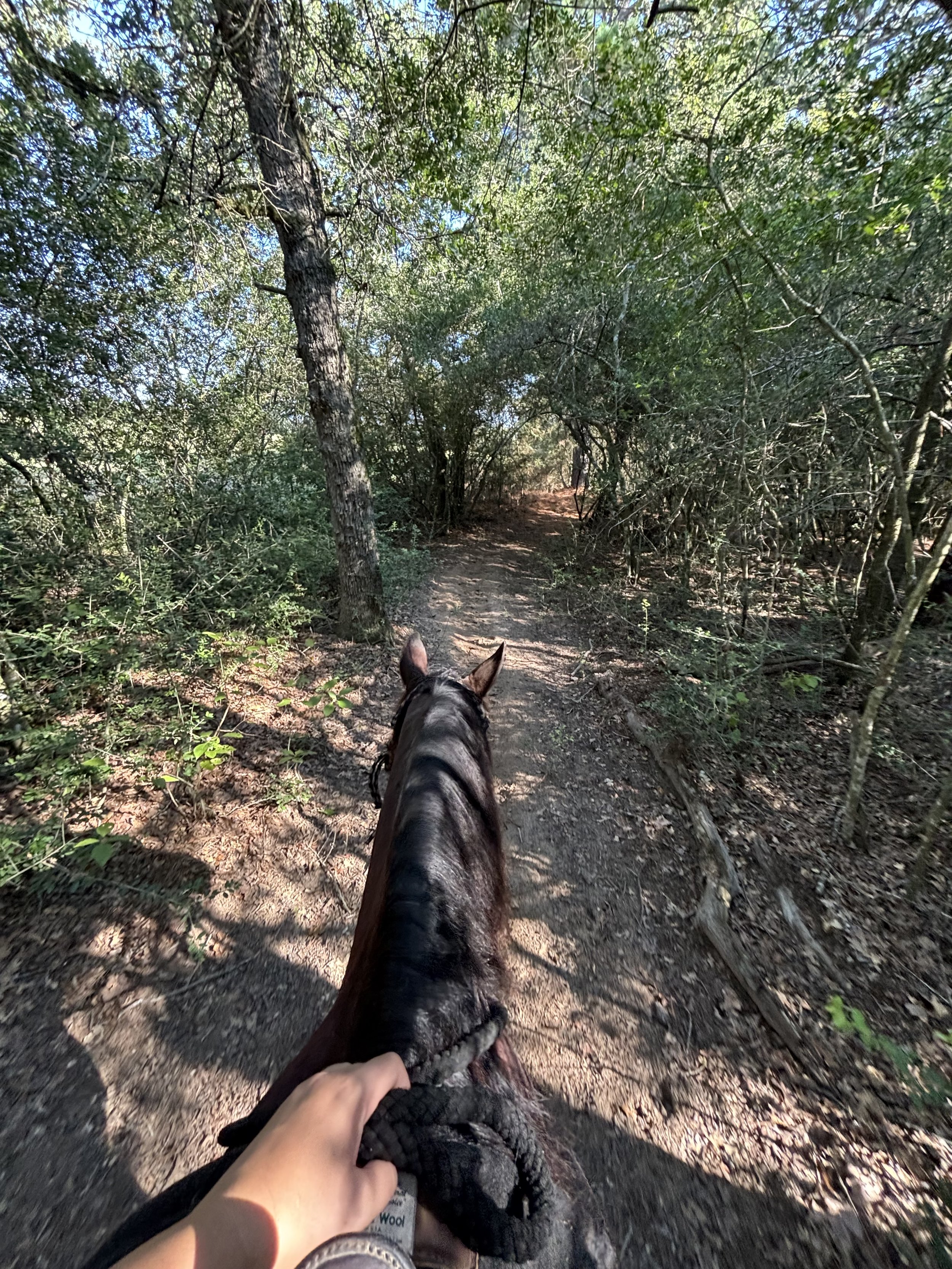 A person riding a horse on a dirt trail through a wooded forest, with the person's hand holding the horse's reins visible in the foreground.