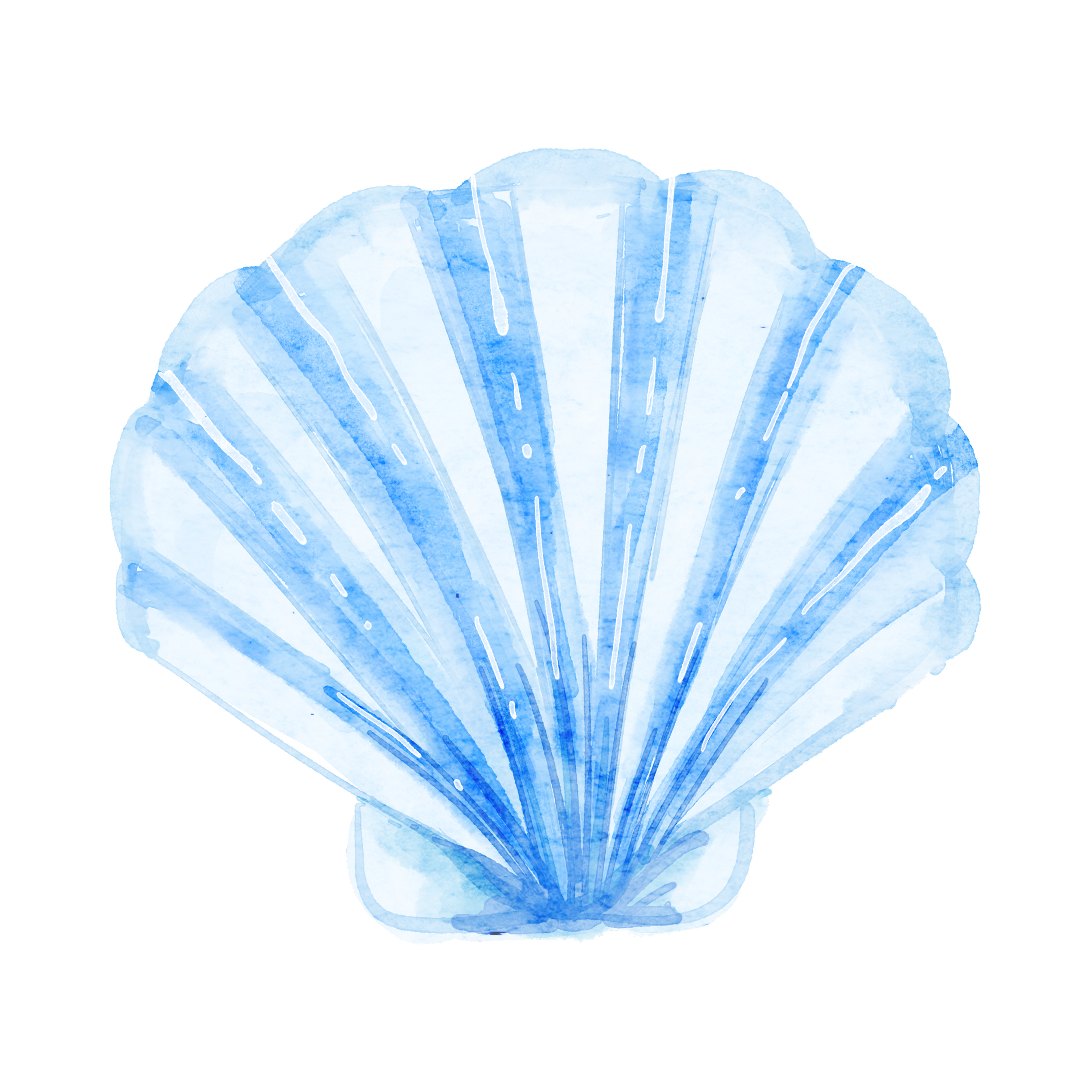 Watercolor illustration of a blue scallop shell with detailed ridges and shading.