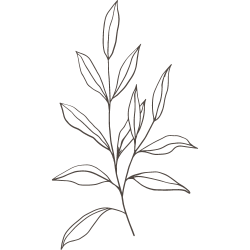 Outline drawing of a leafy plant with several leaves branching from a central stem, set against a black background.