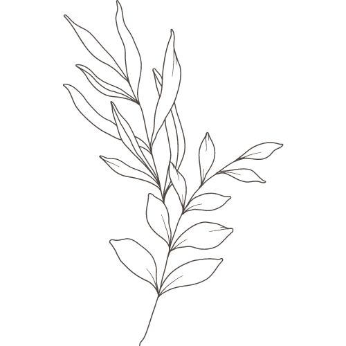 A simple line drawing of a leafy plant on a black background.