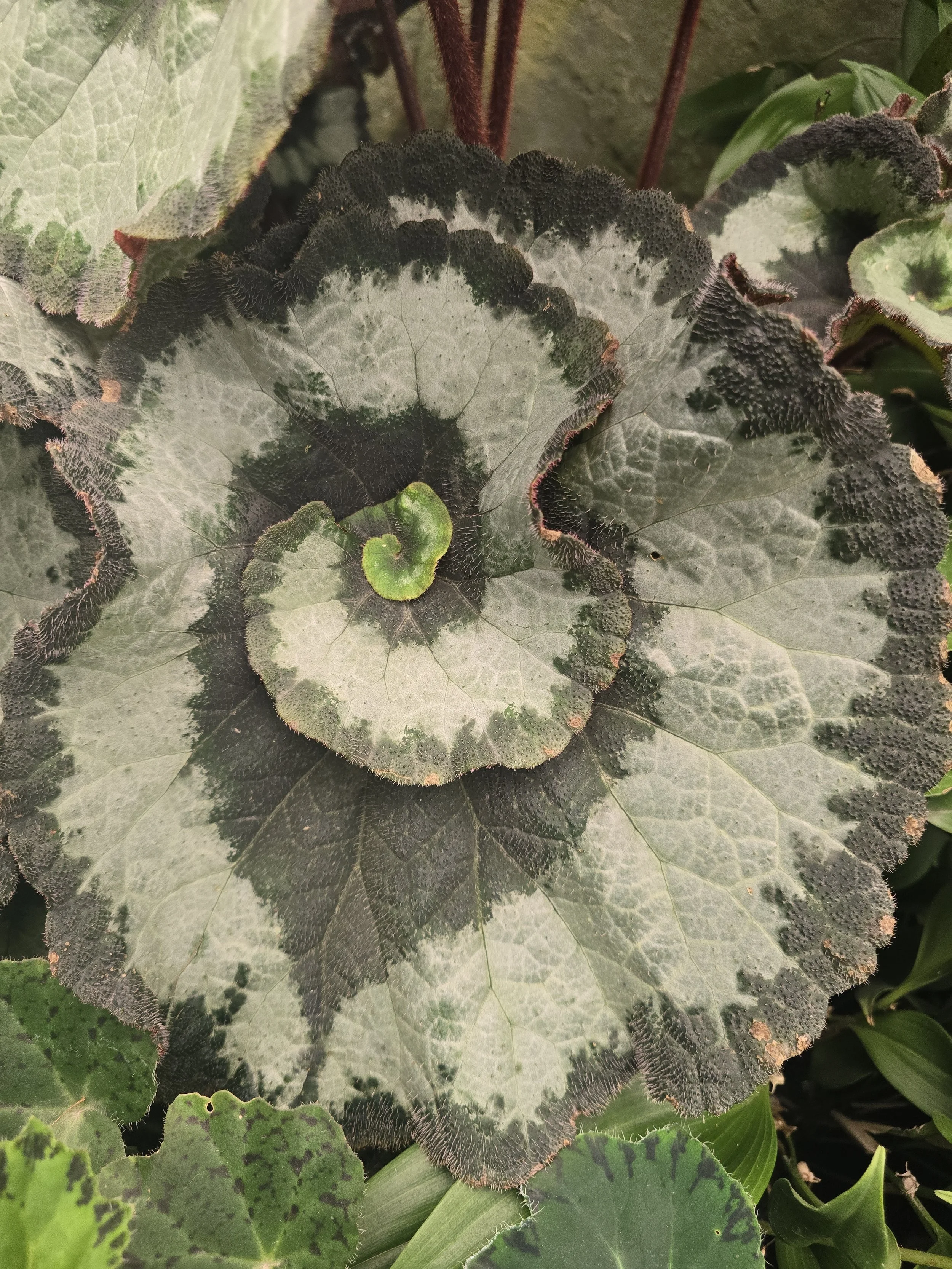 Close-up of variegated leaves with a central spiral, dark green and grayish-white coloration, and reddish edges.