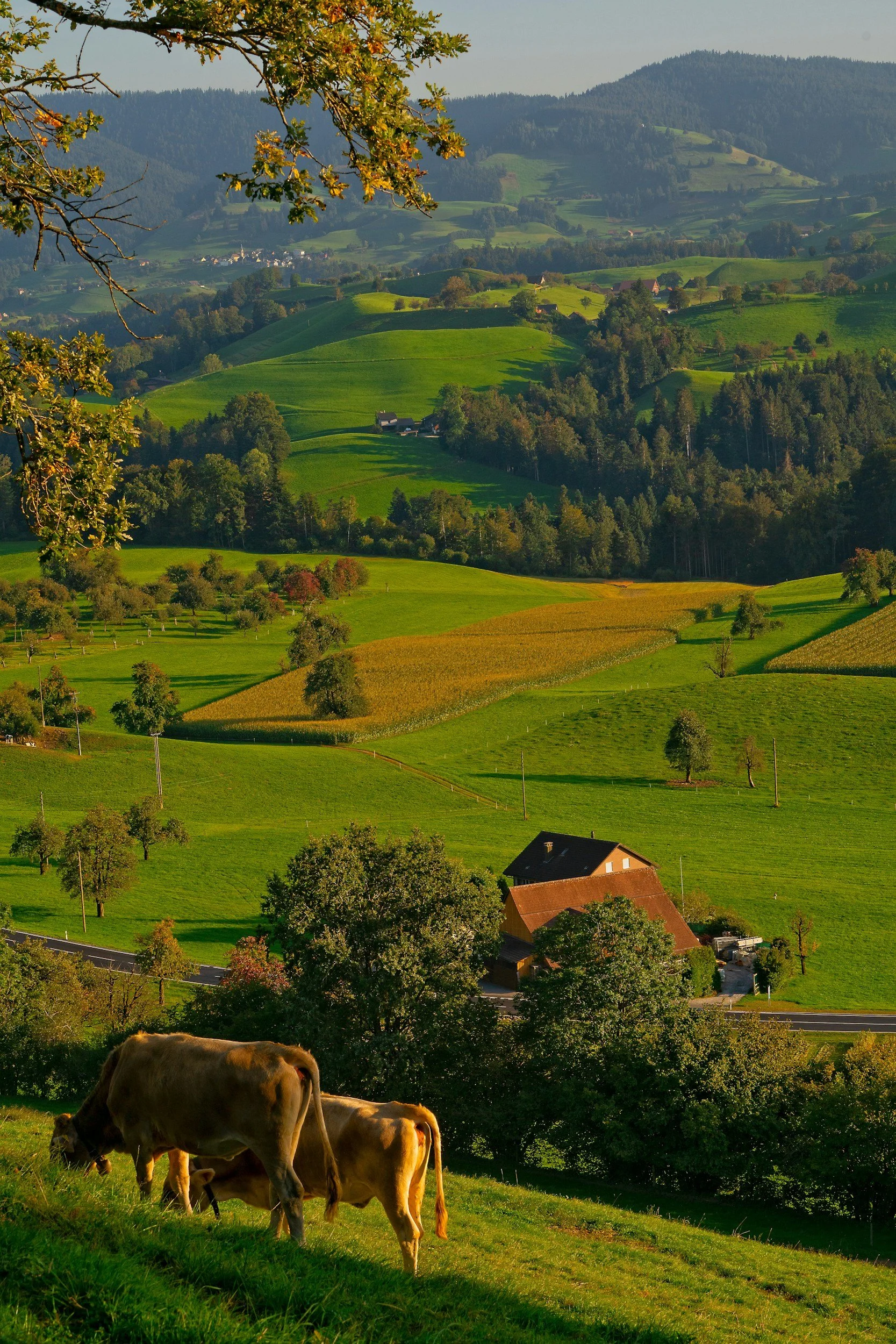 Grazing cows on a lush green hillside overlooking rolling hills and farmland with scattered trees, a house, and distant mountain ranges.