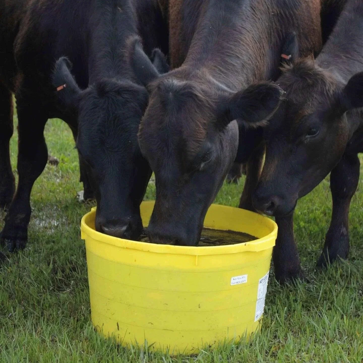 Key-Lix livestock supplement tub for cattle in San Luis Obispo County