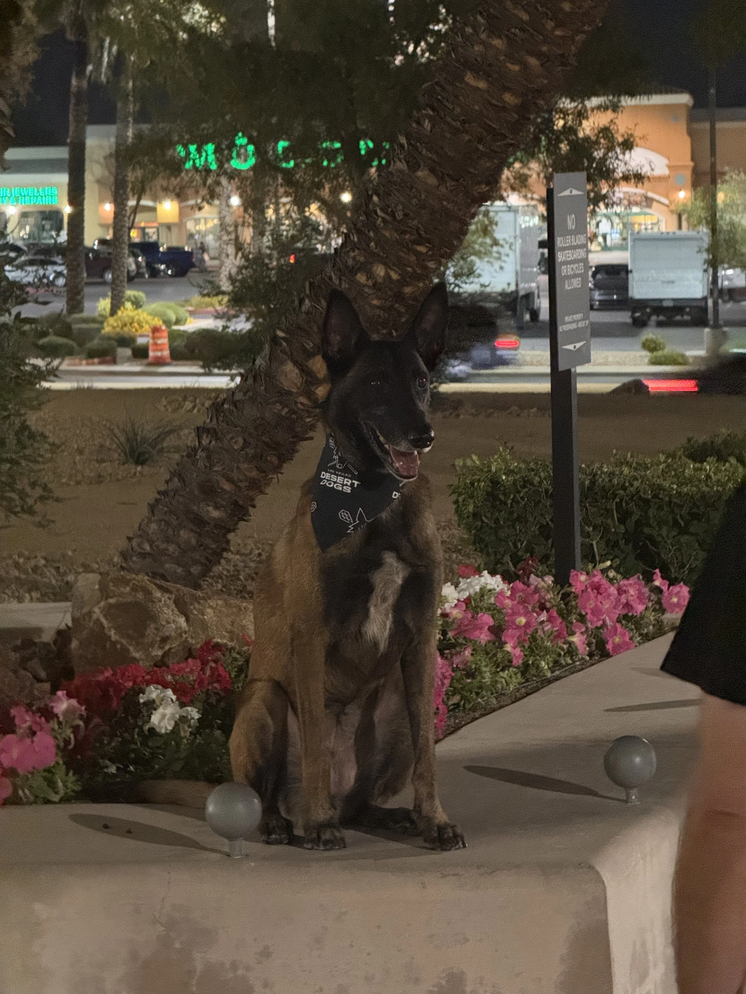 Las Vegas Desert Dogs and Honda behind the scenes with mascot Duci.