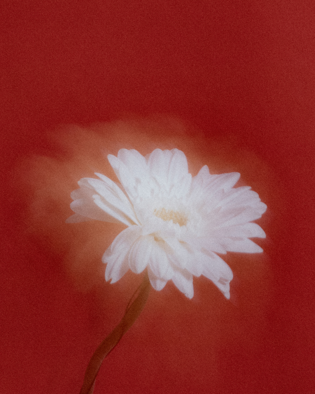 A white flower with a yellow center against a blurred red background.
