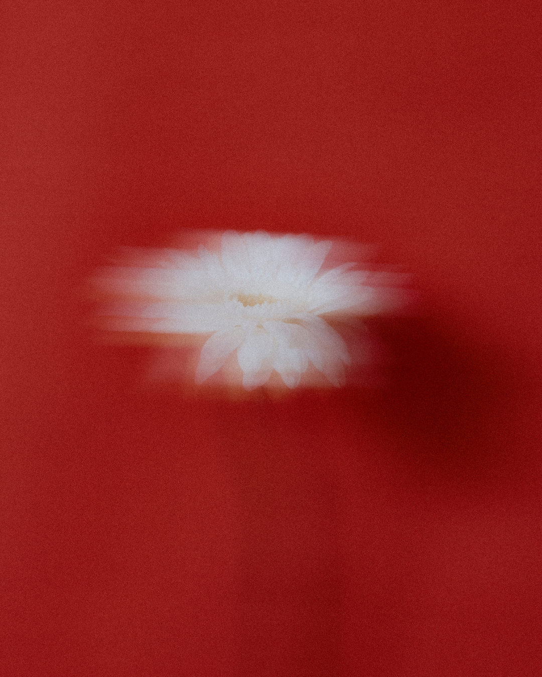 A white flower with a yellow center on a blurred red background.