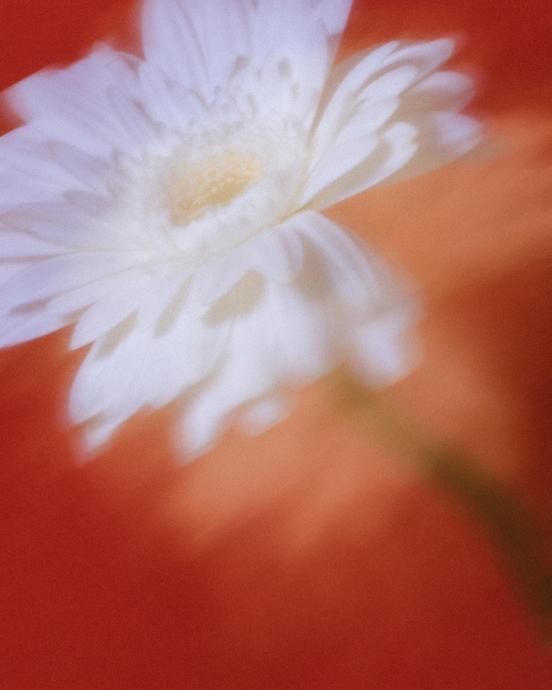 Close-up of a white flower with delicate petals and a yellow center on an orange background.