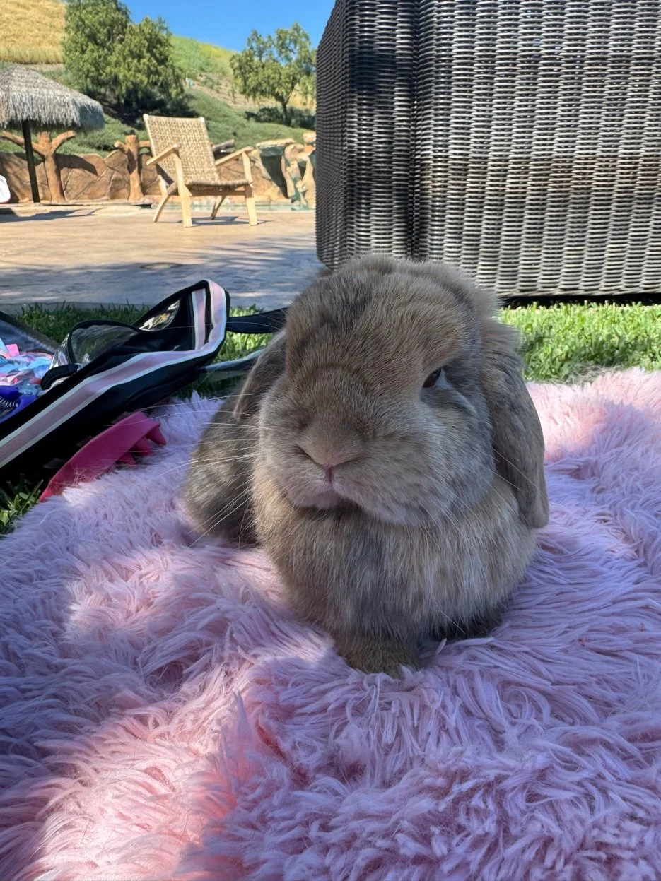 A close-up of a gray rabbit lying on a pink fuzzy blanket outdoors with green grass and outdoor furniture in the background.