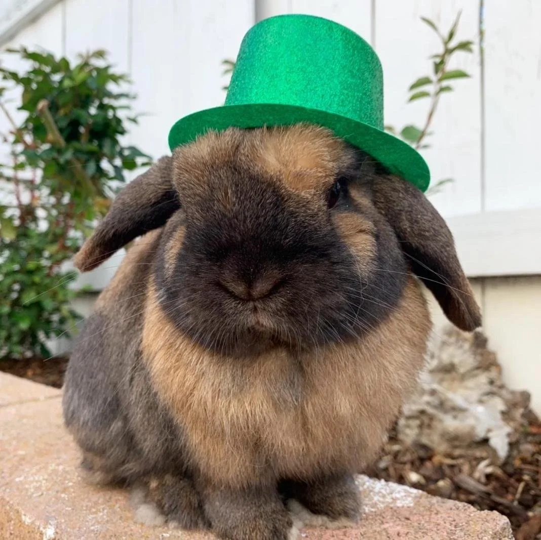 A rabbit wearing a green leprechaun hat outdoors with plants in the background.