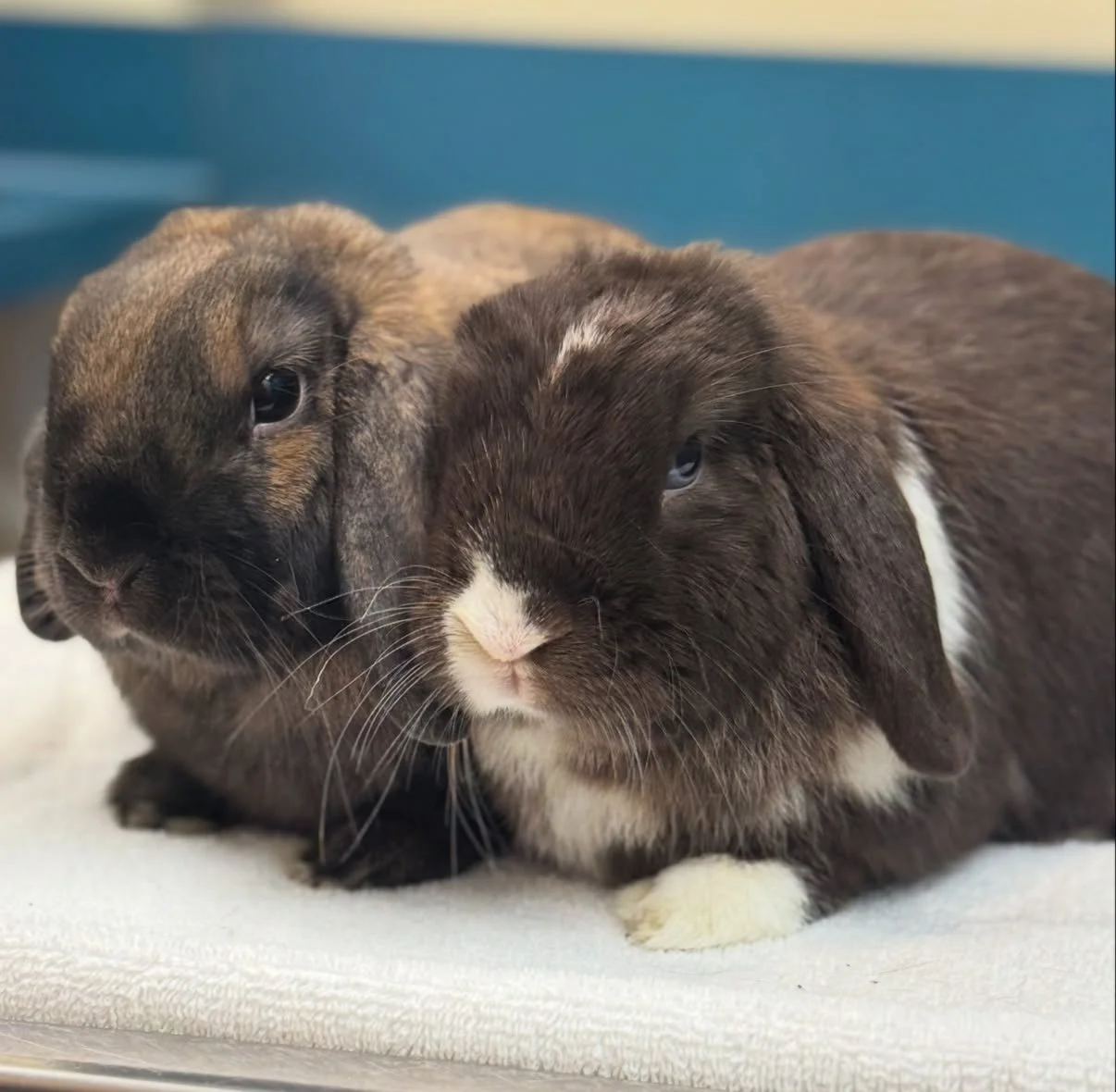 Two young rabbits, one brown and black with long ears and the other black and white with floppy ears, lying side by side on a white surface.