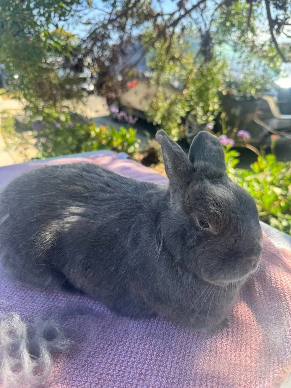 Close-up of a gray rabbit lying on a pink towel outdoors with trees and cars in the background.
