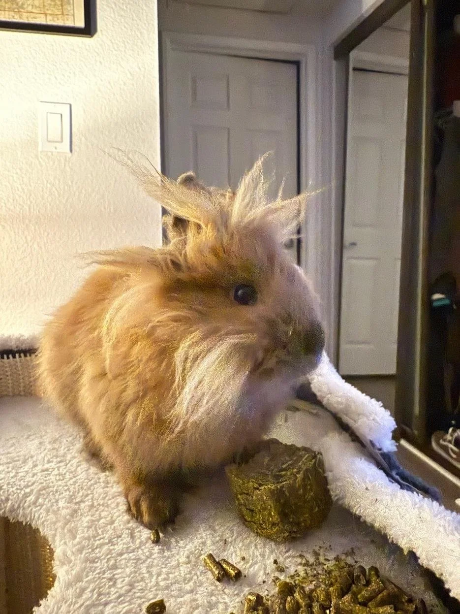 A fluffy hamster with light brown fur is sitting on a towel, chewing on a piece of wood, with scattered wood pellets around it.