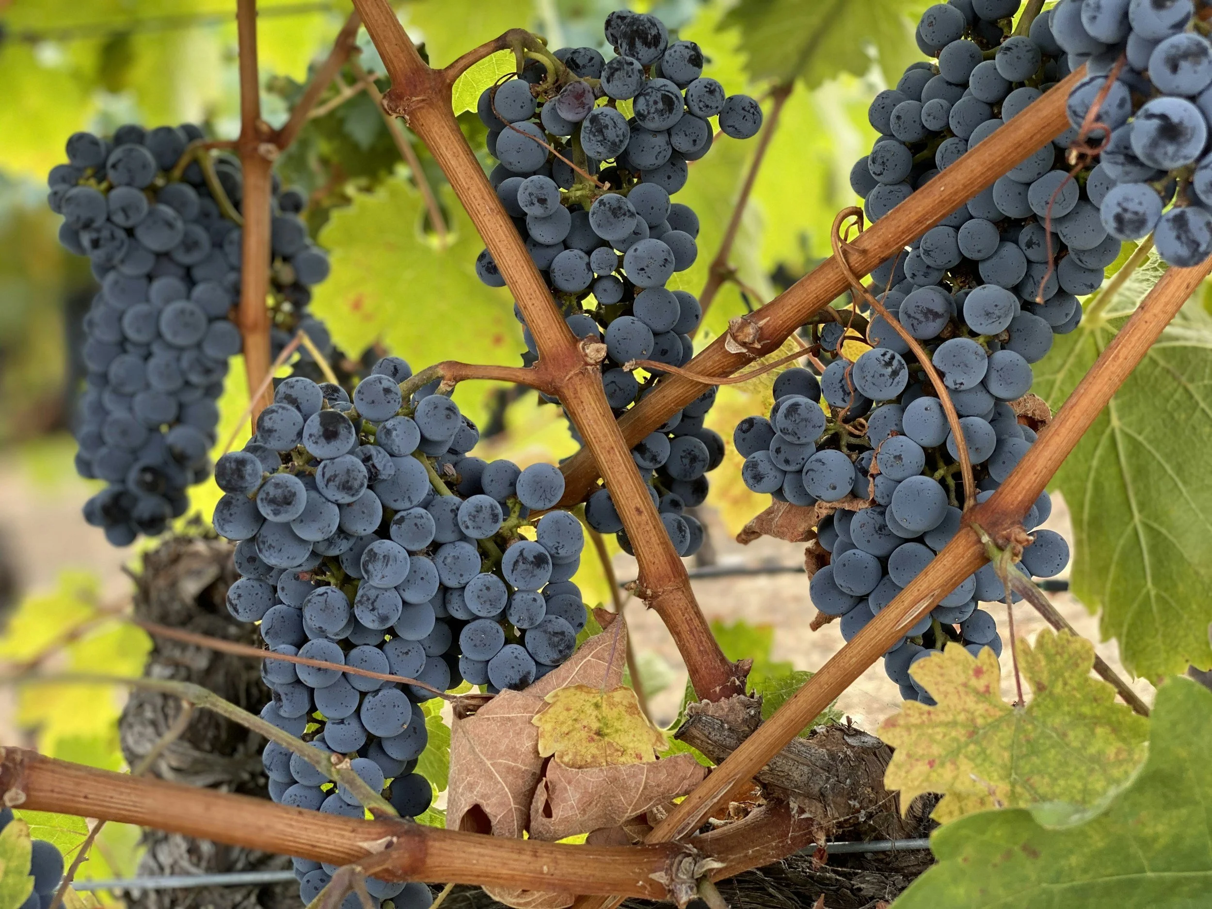 Clusters of ripe dark purple grapes hanging on vine with green and yellow leaves in background.