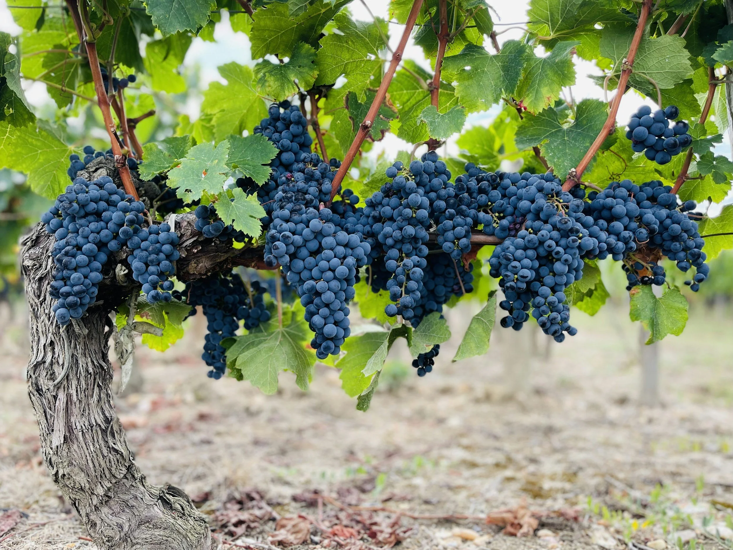 Bunches of ripe dark purple grapes hanging from a vine in a vineyard.