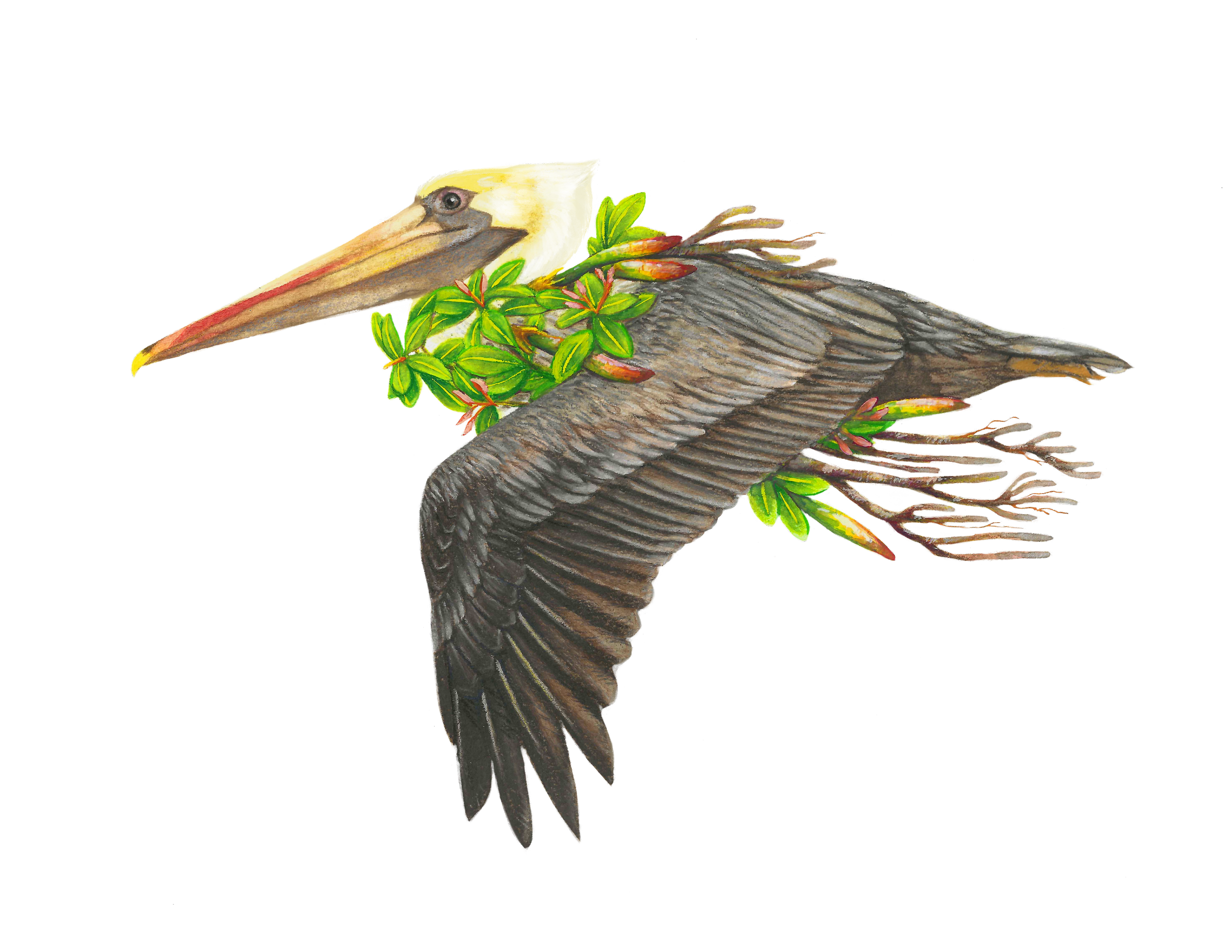 Brown Pelican and Red Mangrove Watercolor Mixed Media
