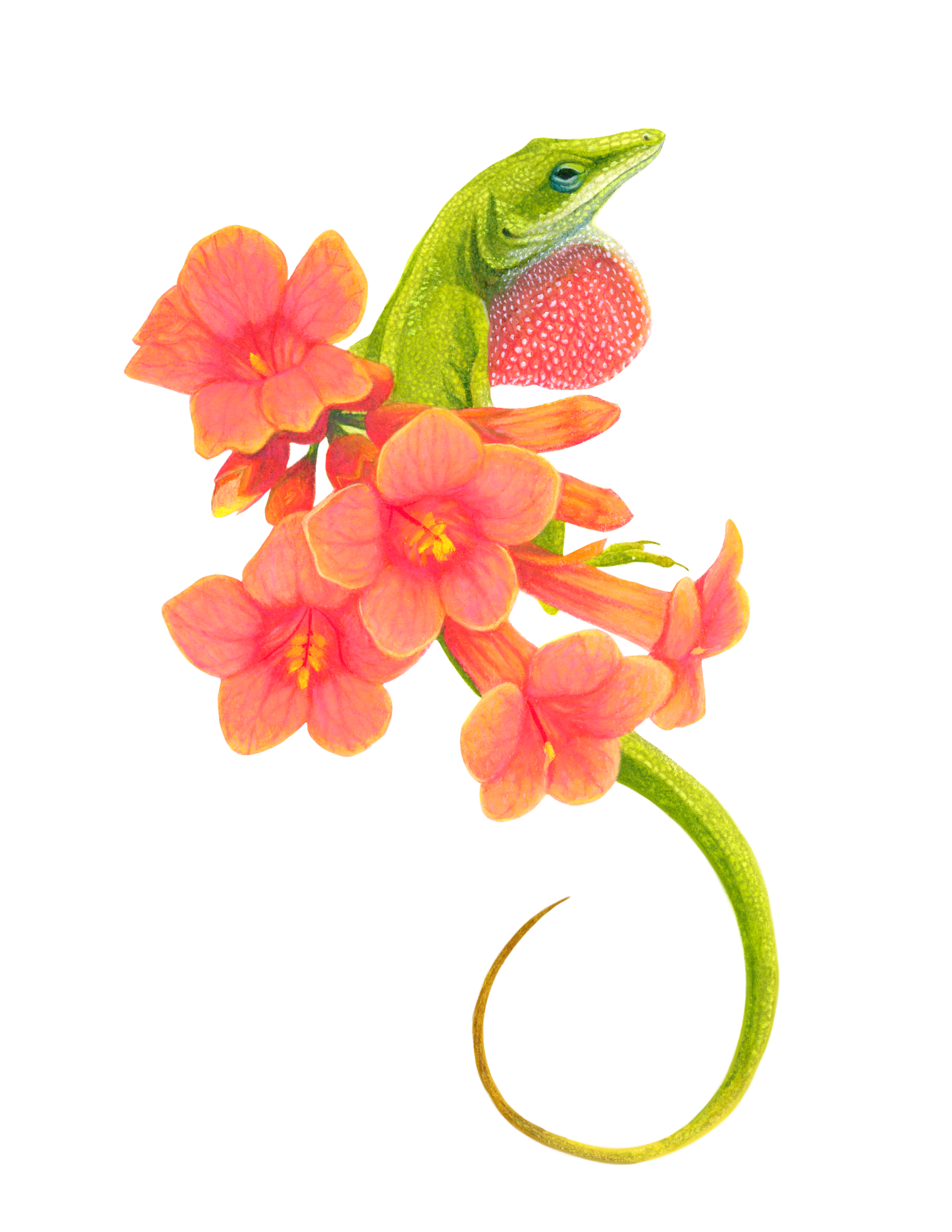 Green Anole and Creeping Trumpet Watercolor Mixed Media