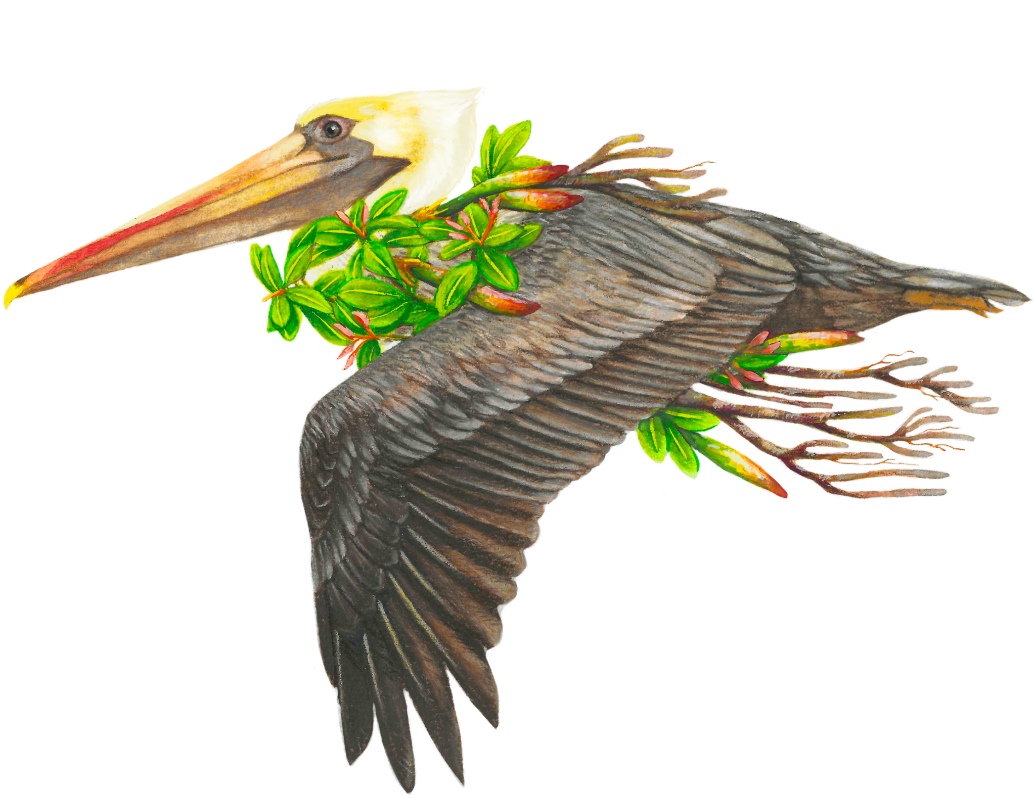 A detailed illustration of a pelican with mangrove leaves.