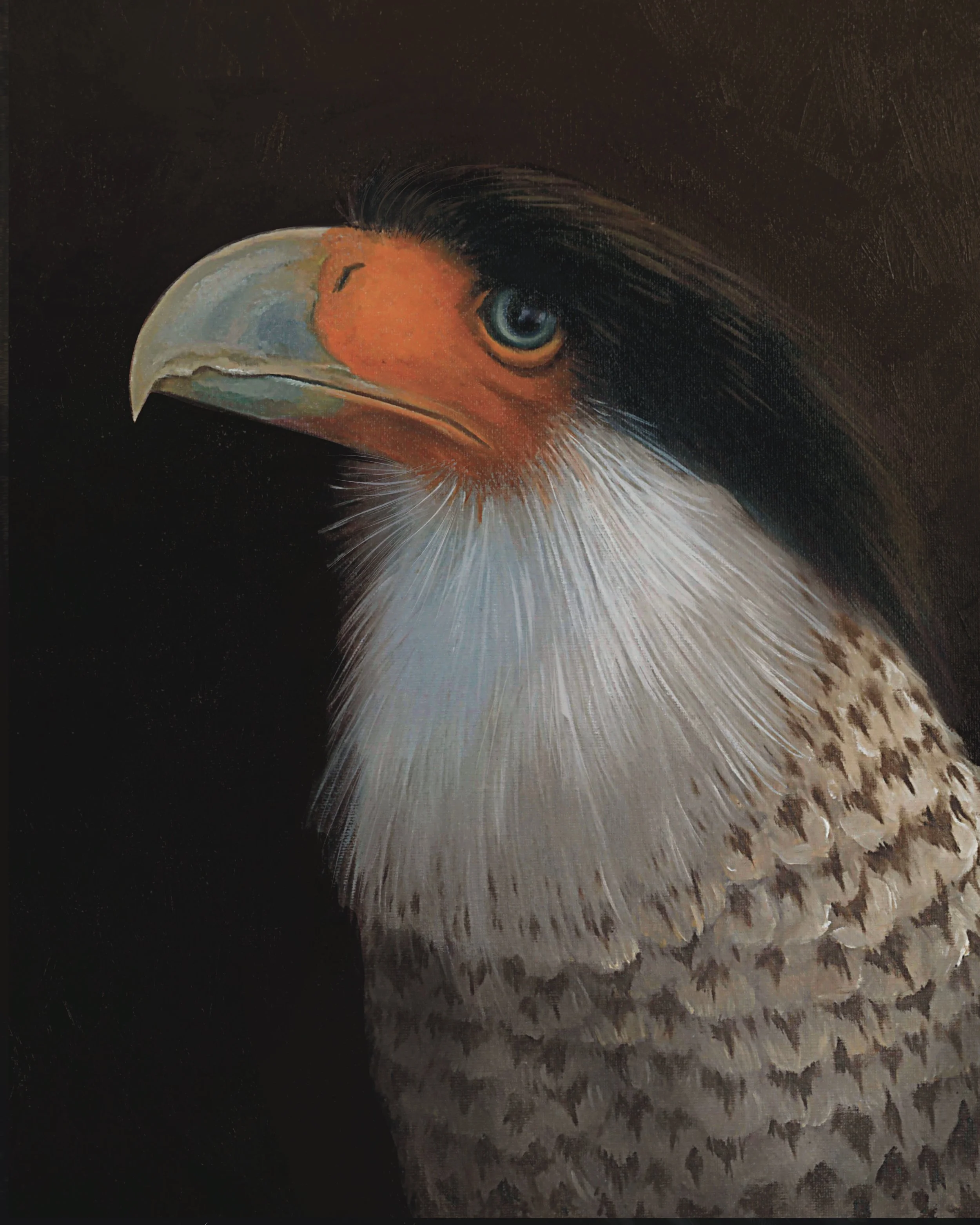 Painting of a crested caracara.
