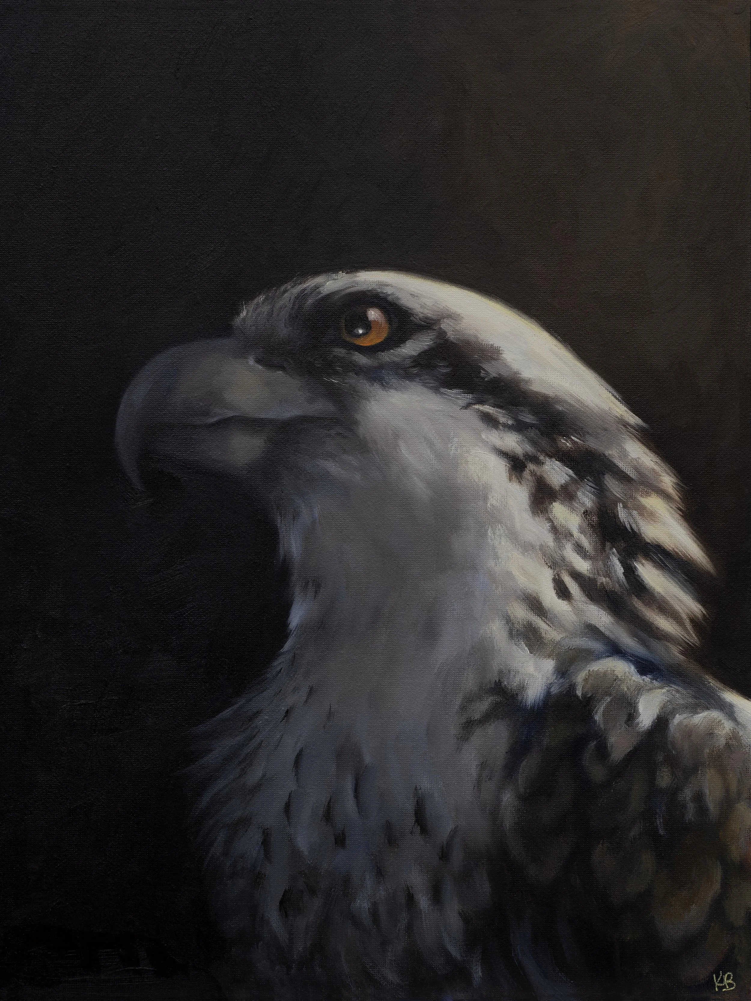 Osprey Portrait Oil Paintiing