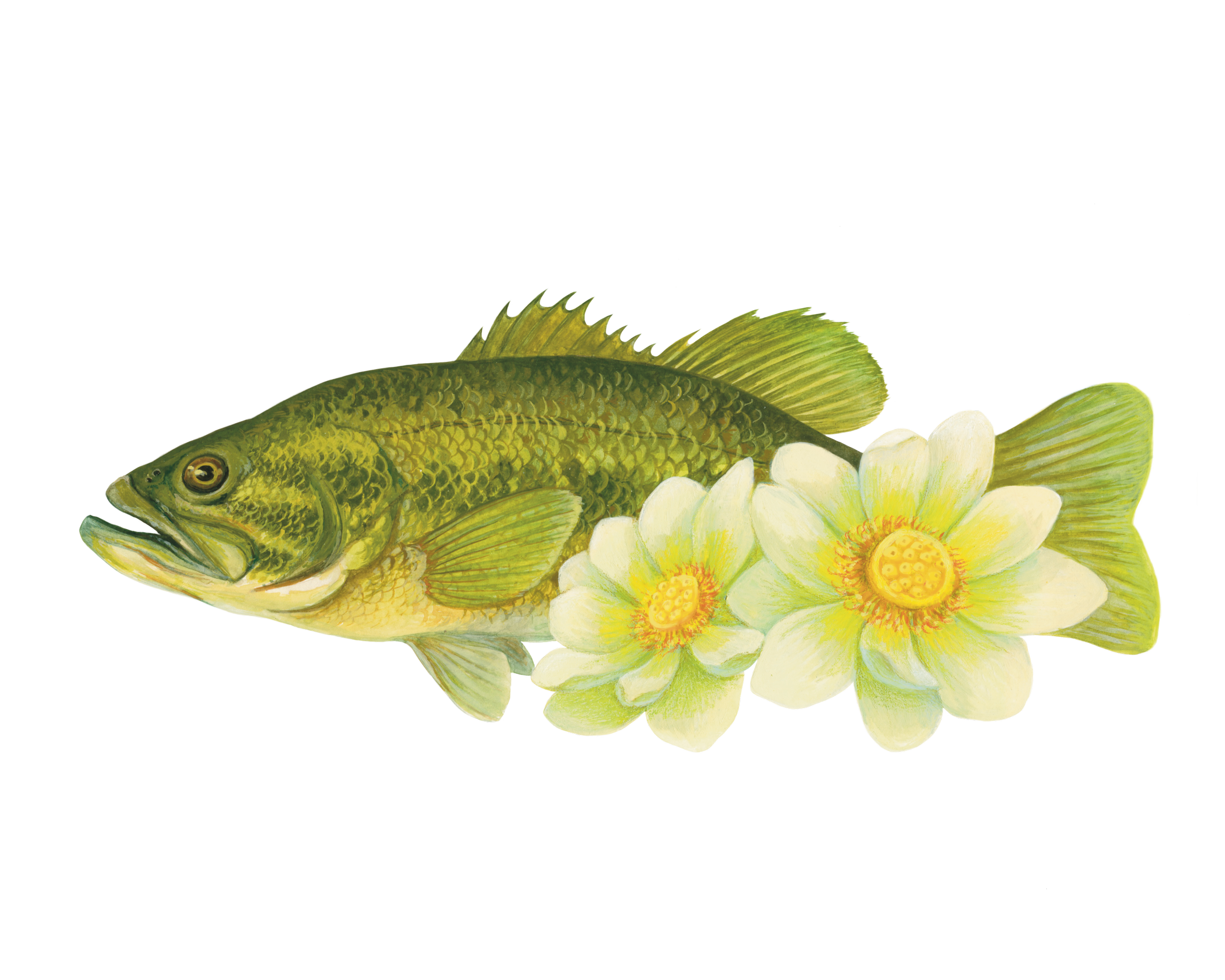 Largemouth Bass and American Lotus Watercolor Mixed Media